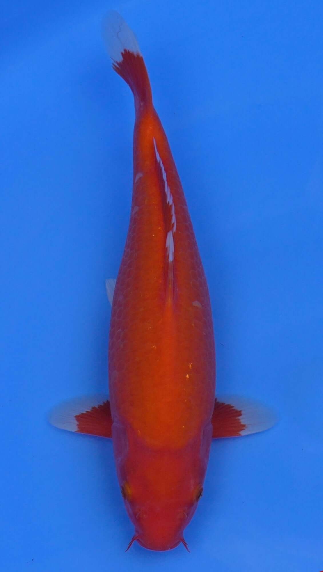 Beni Hajiro 15 inch - 240154401