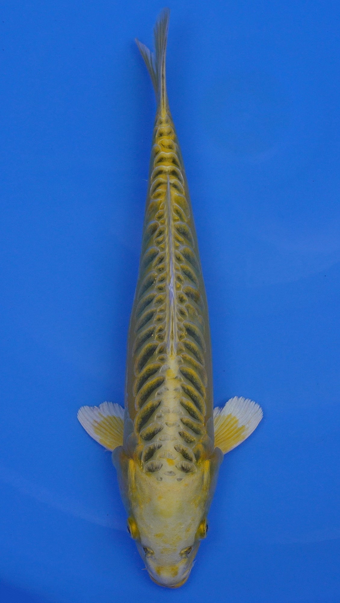 Yellow Dragon 15 inch - 240154402