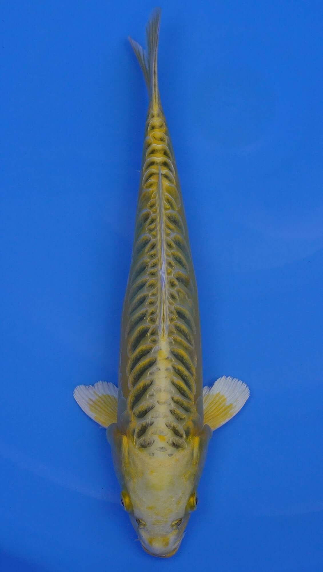 Yellow Dragon 15 inch - 240154402
