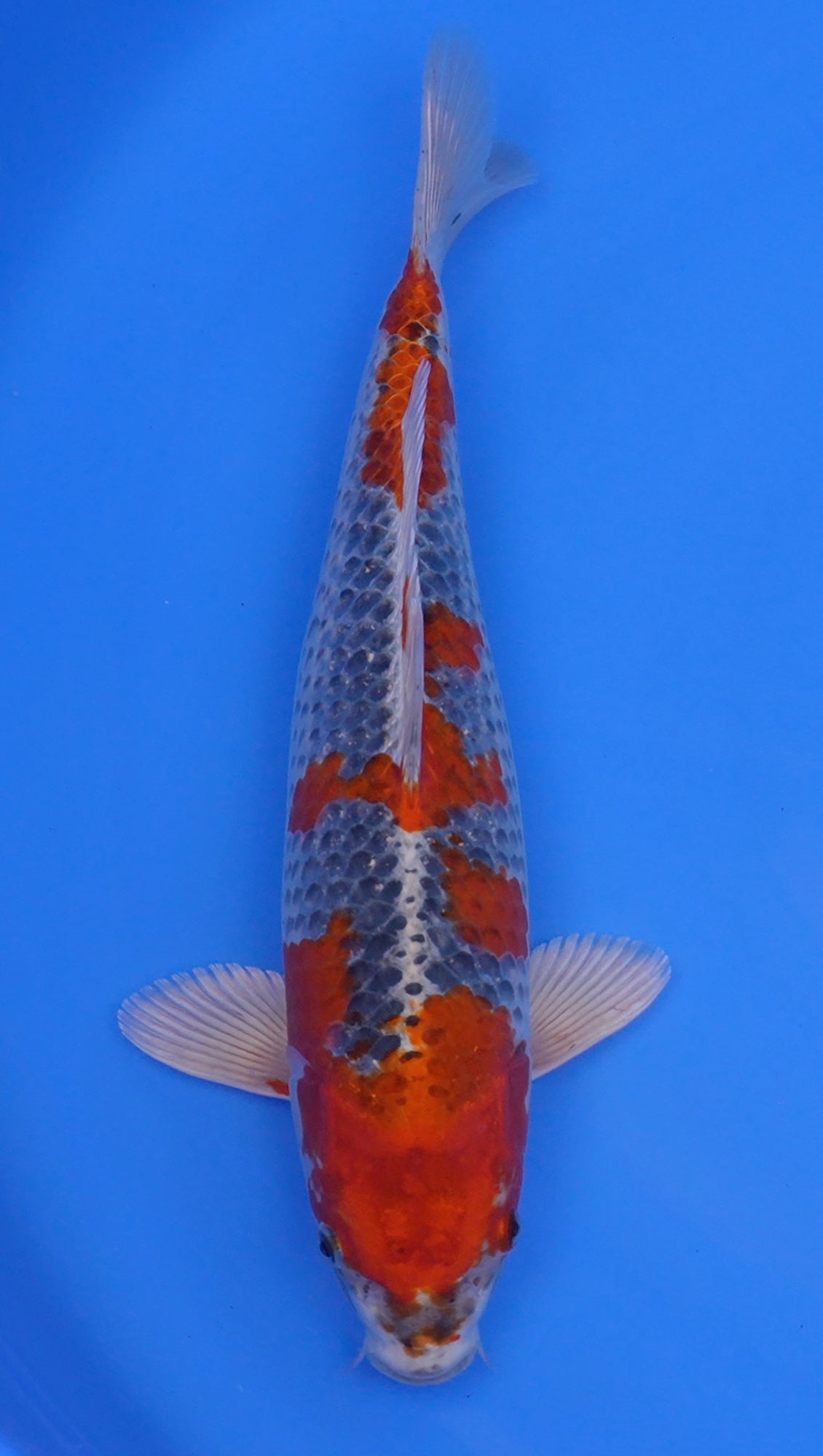 Kujaku 16 inch - 240154404