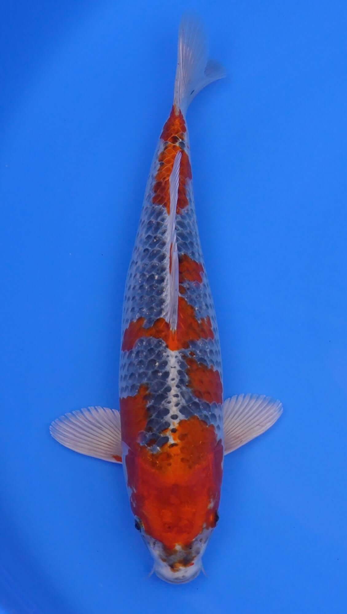 Kujaku 16 inch - 240154404
