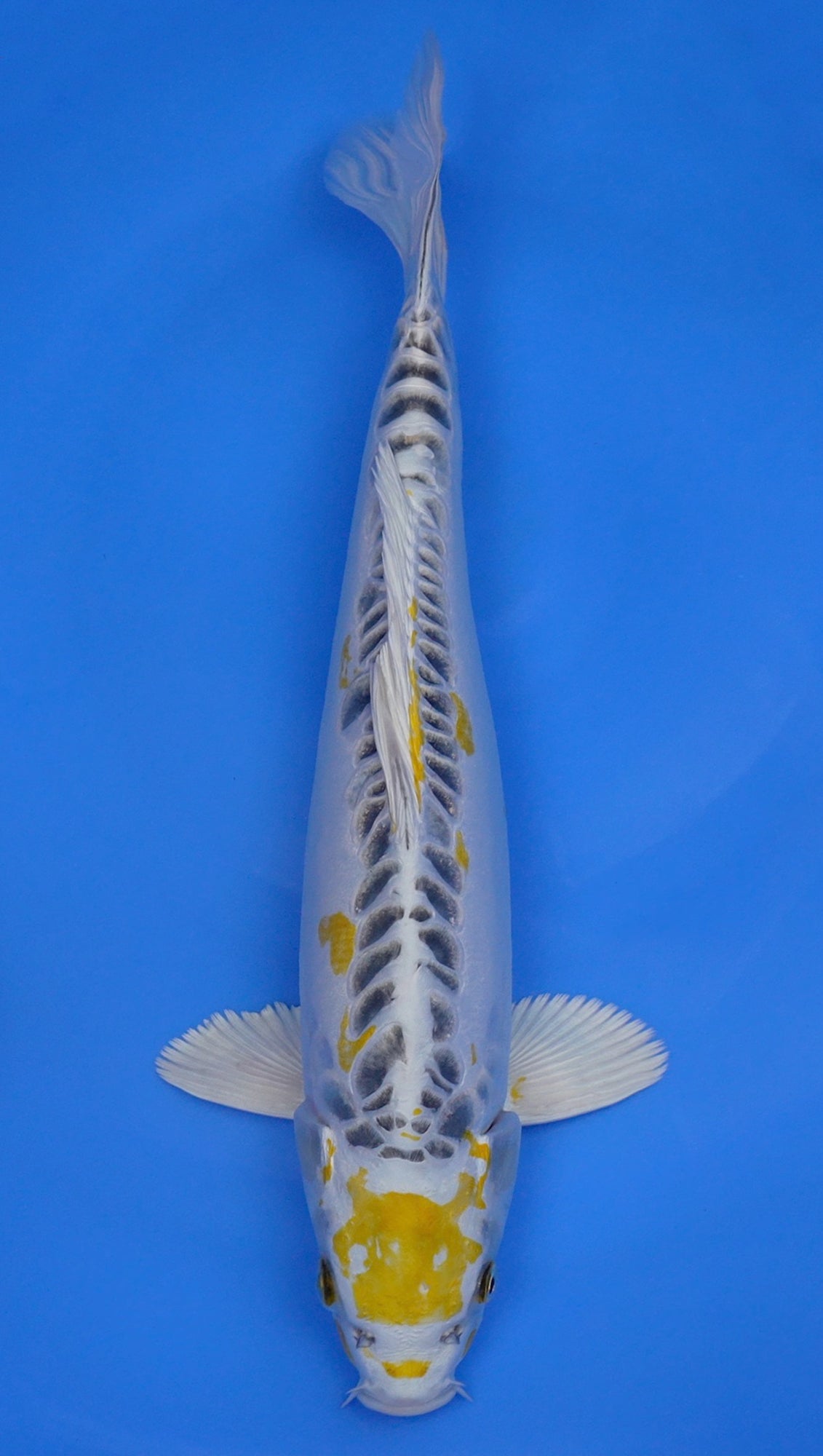 Yellow Dragon 17 inch - 240154405