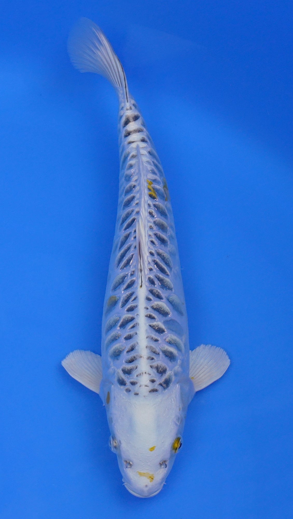 Yellow Dragon 15 inch - 240154406