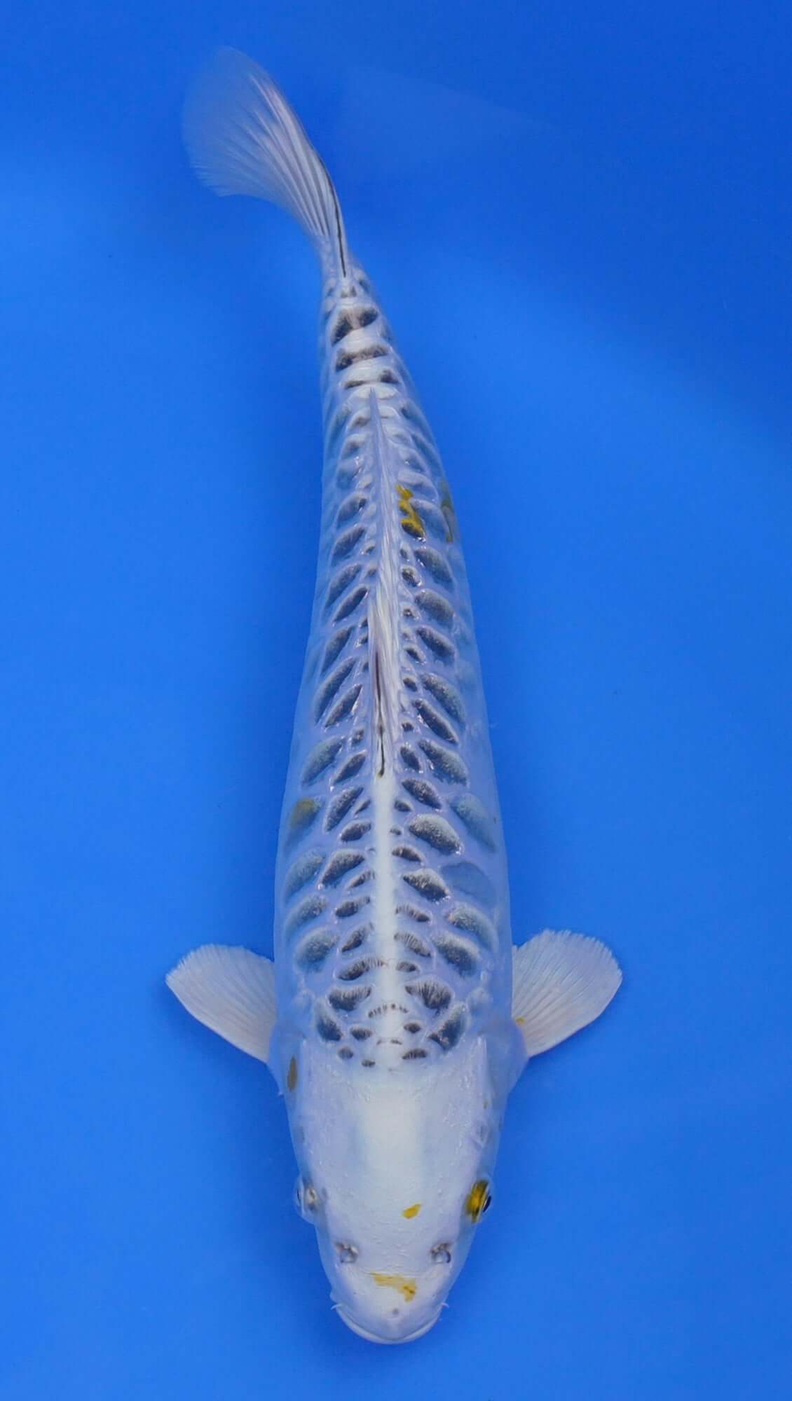 Yellow Dragon 15 inch - 240154406