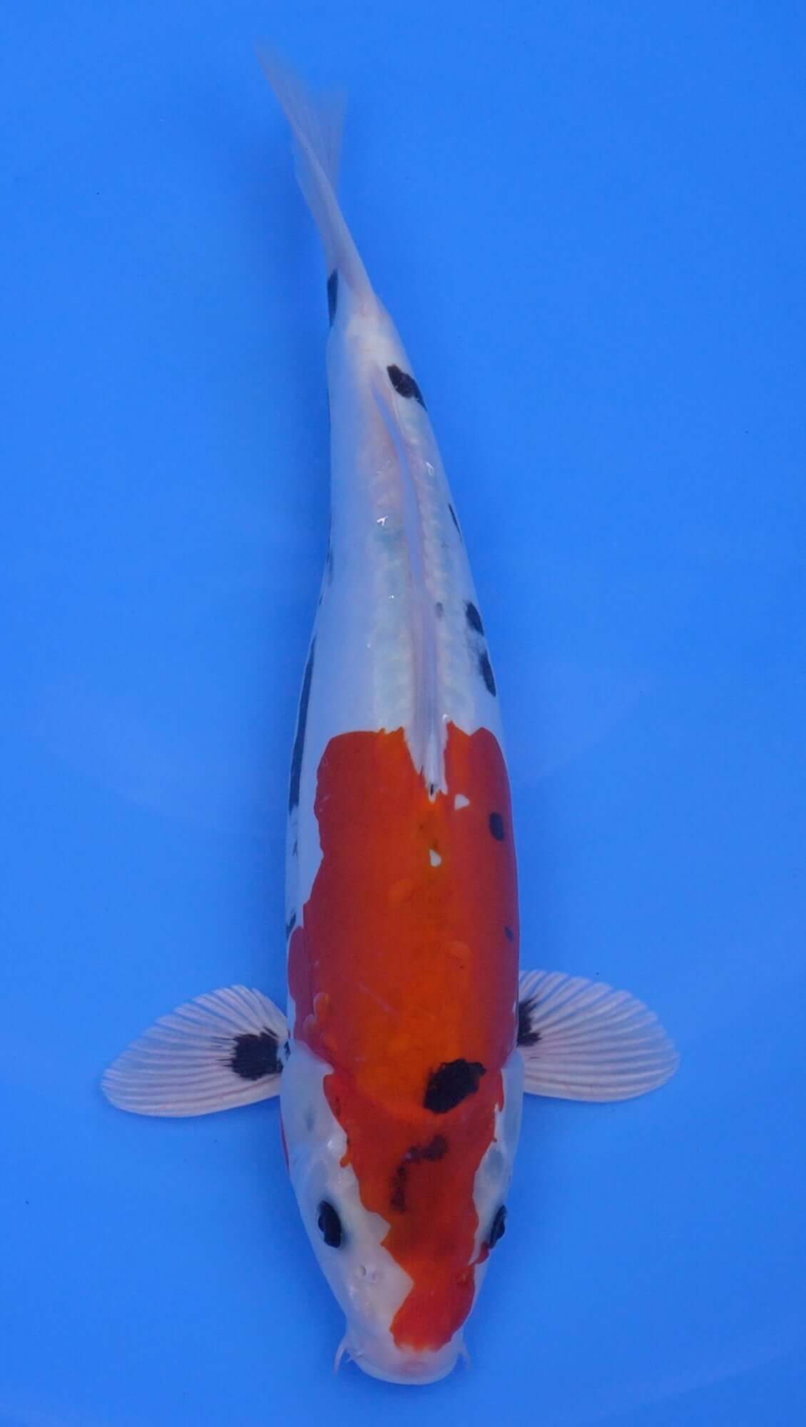 Beni Kumonryu 15 inch - 240154407