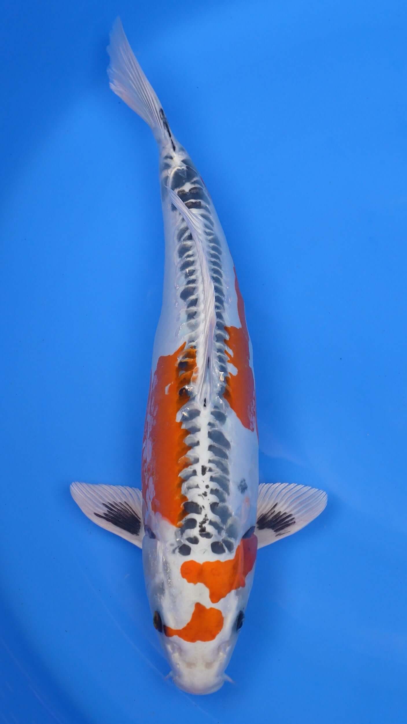 Beni Kikokuryu 20 inch - 240154408