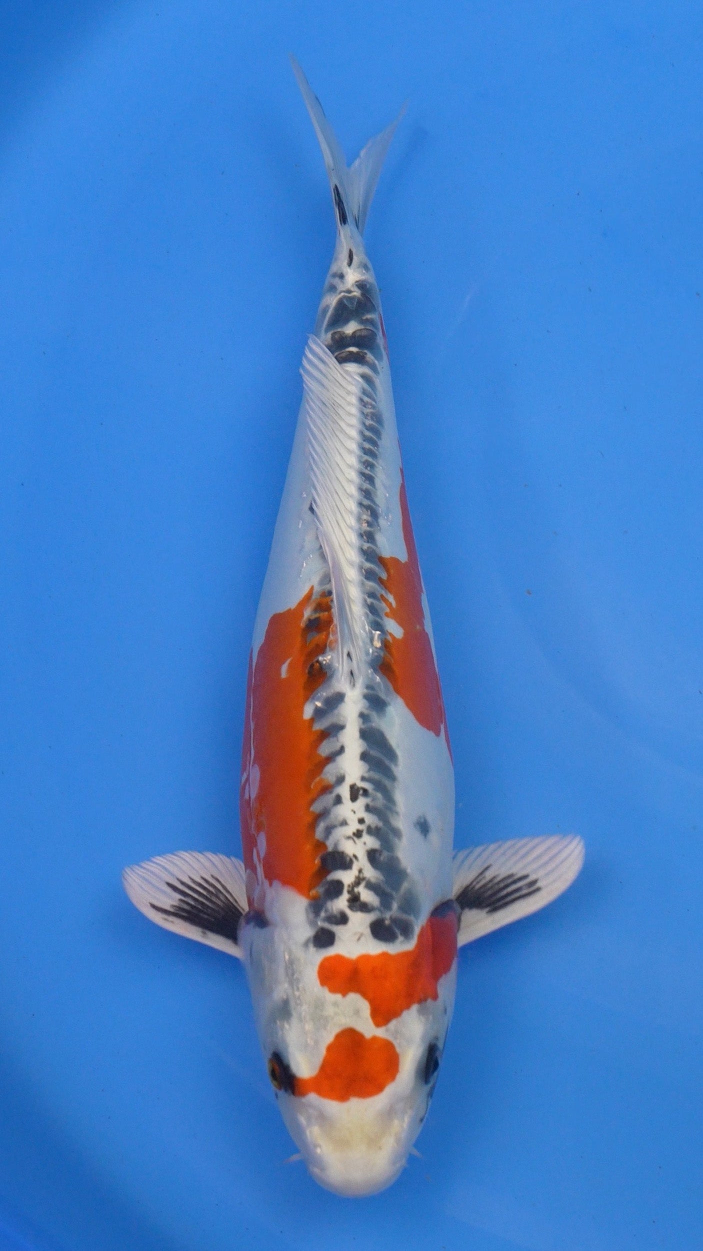 Beni Kikokuryu 15 inch - 240154408