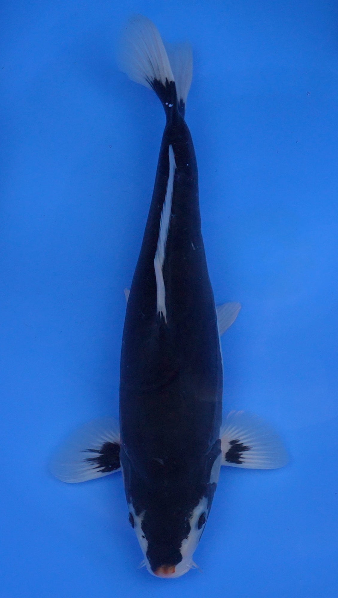 Beni Kumonryu 15 inch - 240154409