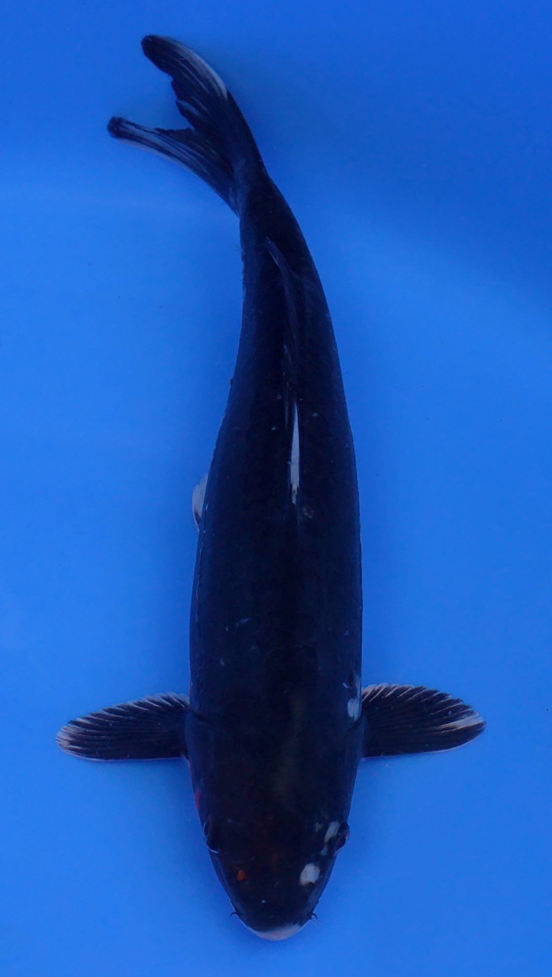 Beni Kumonryu 15 inch - 240154410