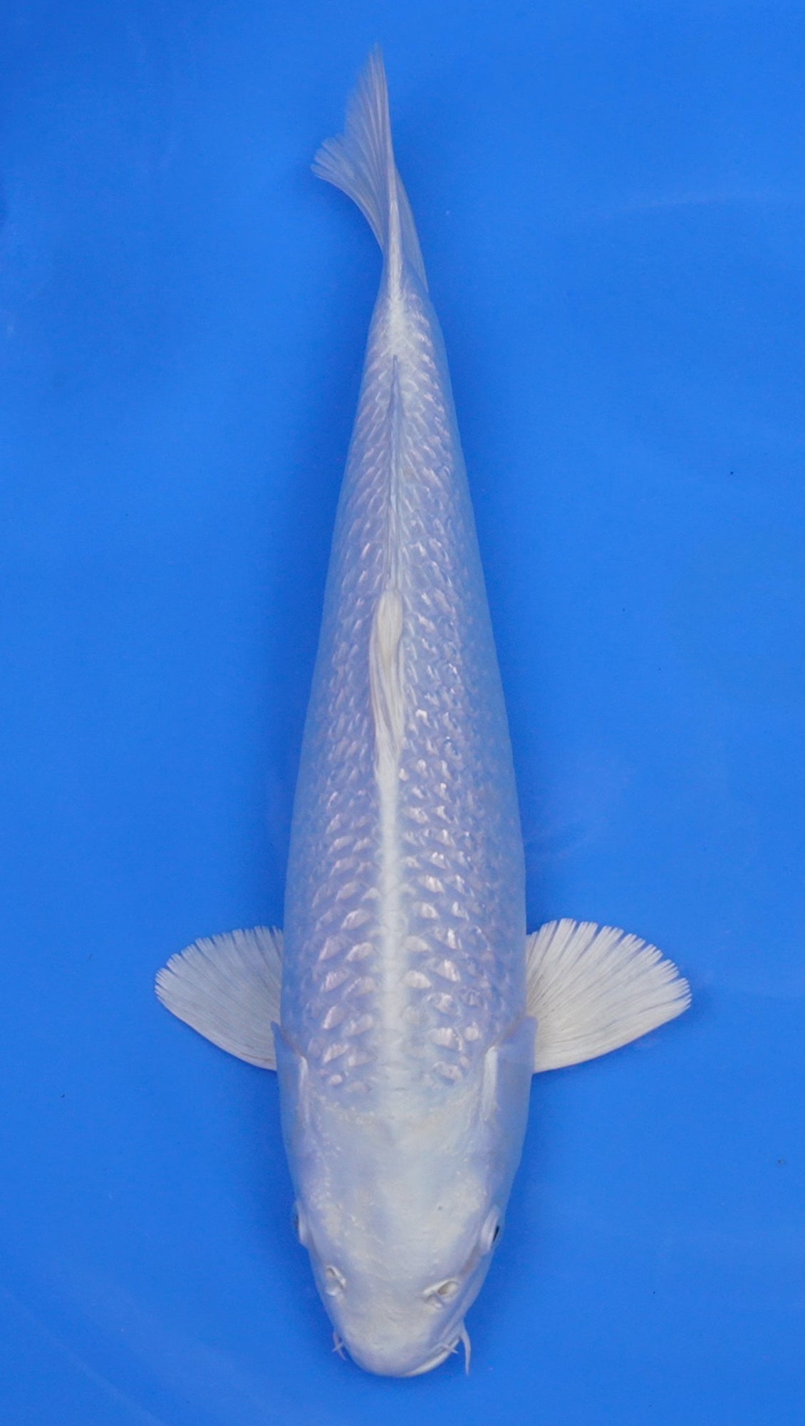 Gin Rin Platinum Ogon 16 inch - 240155001