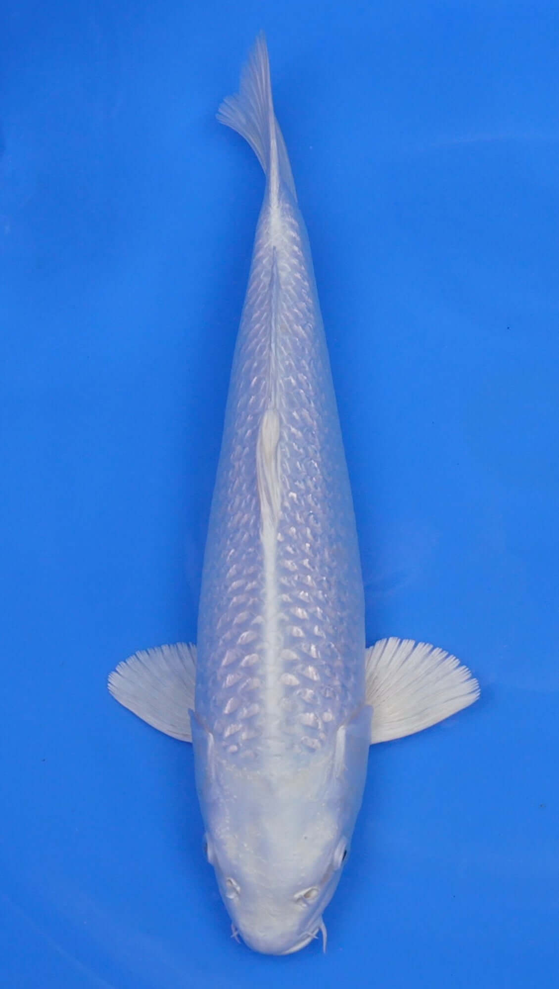 Gin Rin Platinum Ogon 16 inch - 240155001