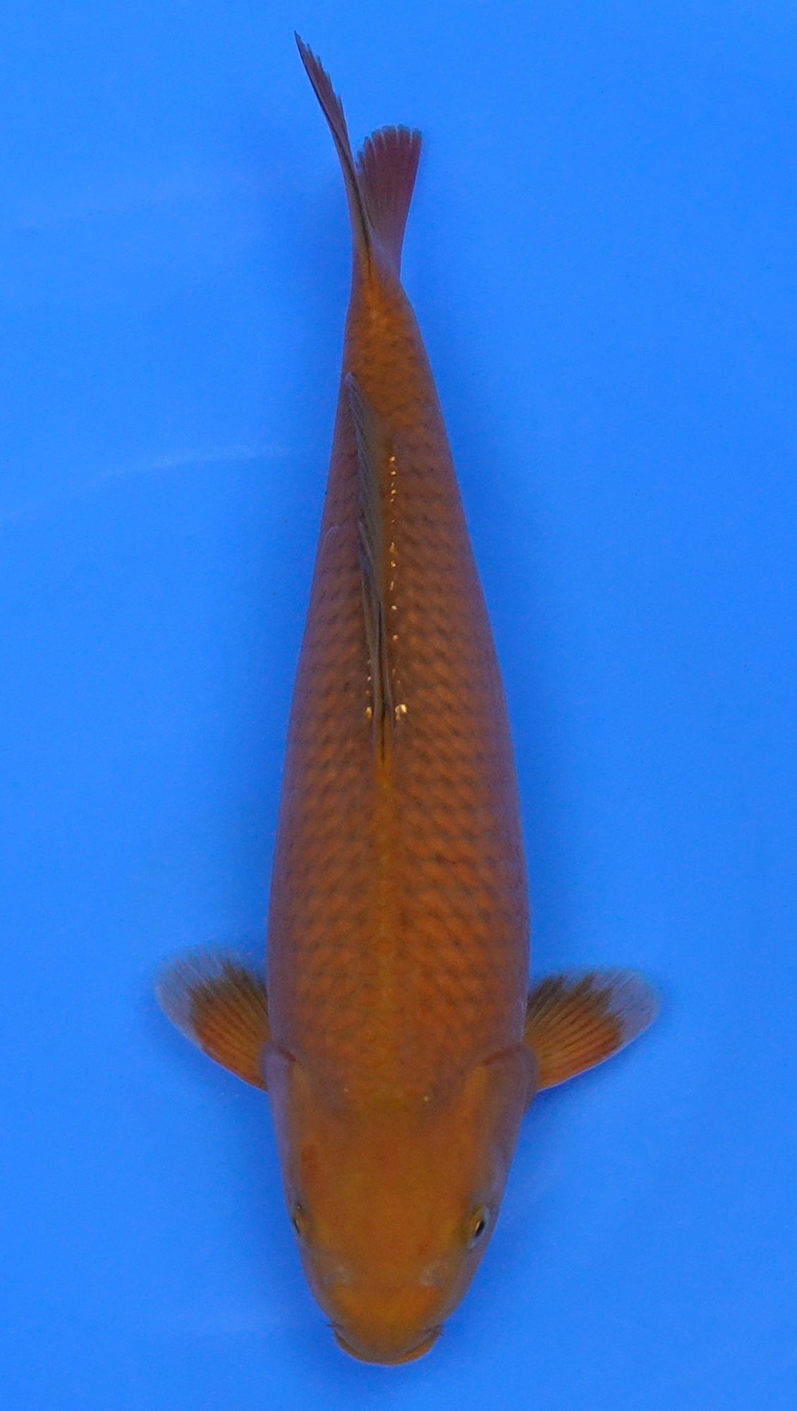 Chagoi 15 inch - 240155002