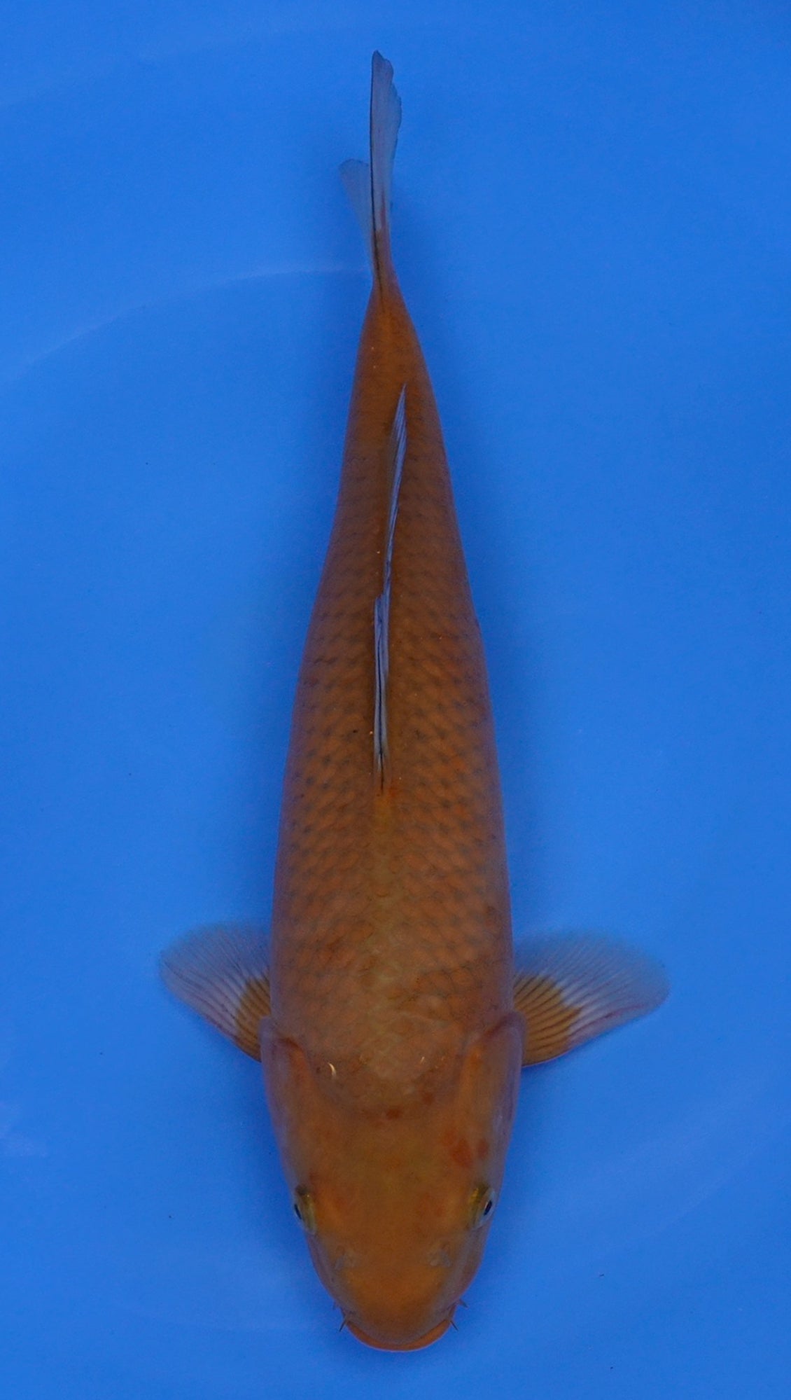 Chagoi 16 inch - 240155003