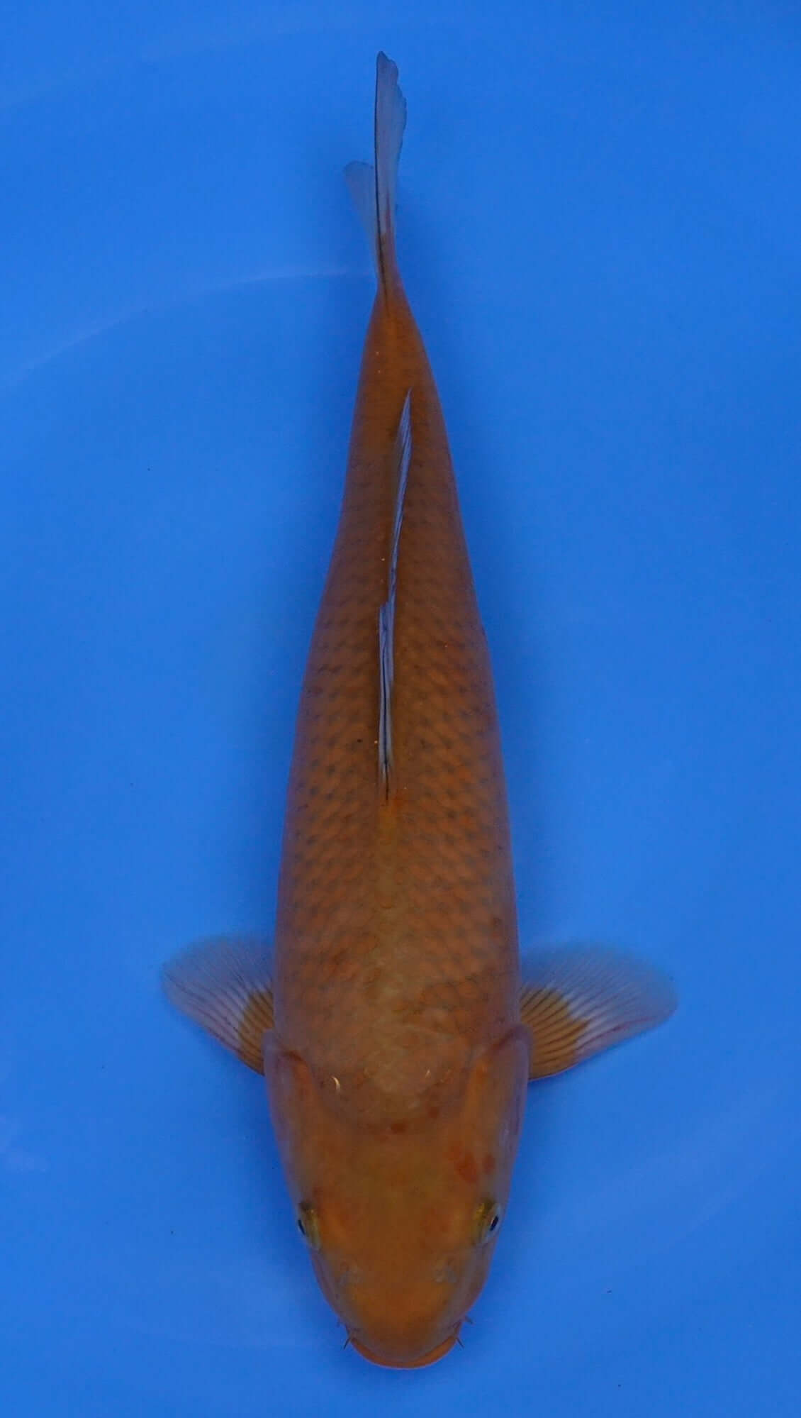 Chagoi 16 inch - 240155003