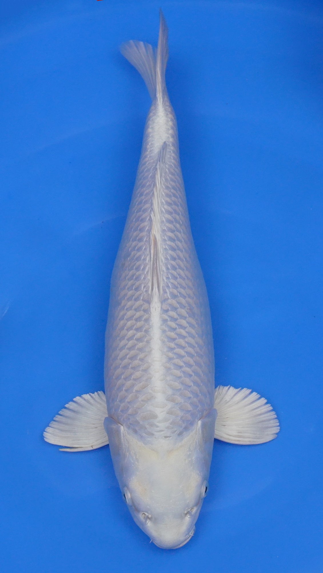 Platinum Ogon 17 inch - 240155004