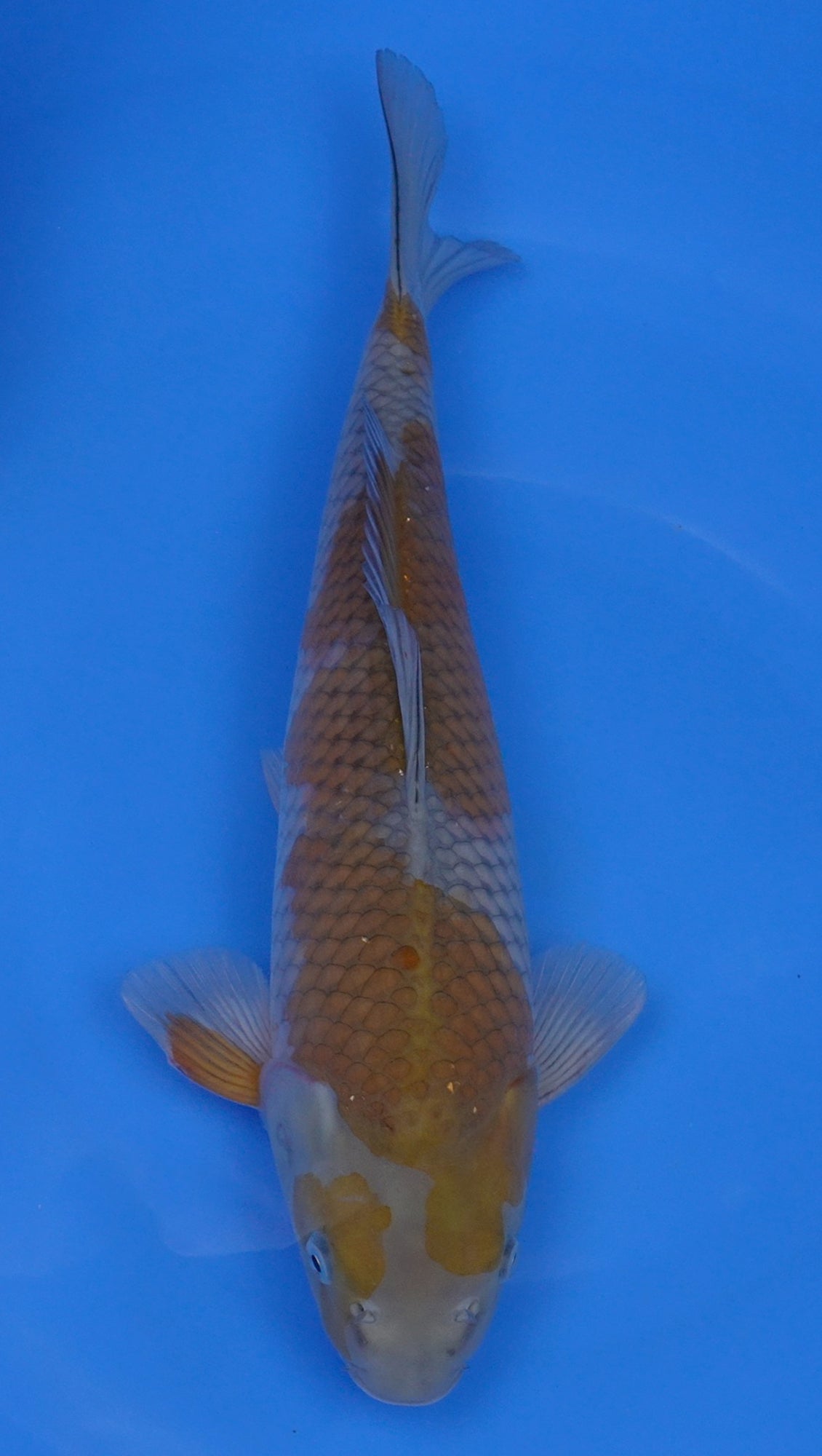 Ochiba 17 inch - 240155007