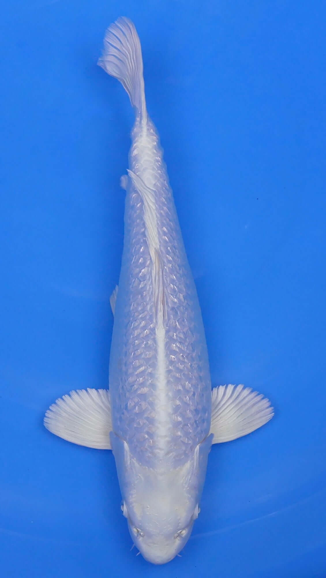 Gin Rin Platinum Ogon 16 inch - 240155008