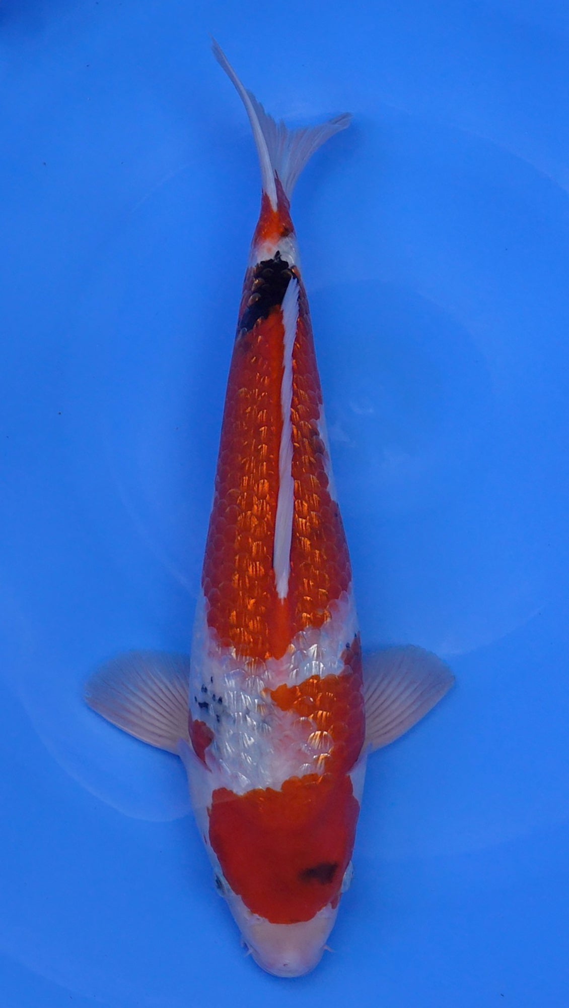 Gin Rin Showa 17 inch - 240168044