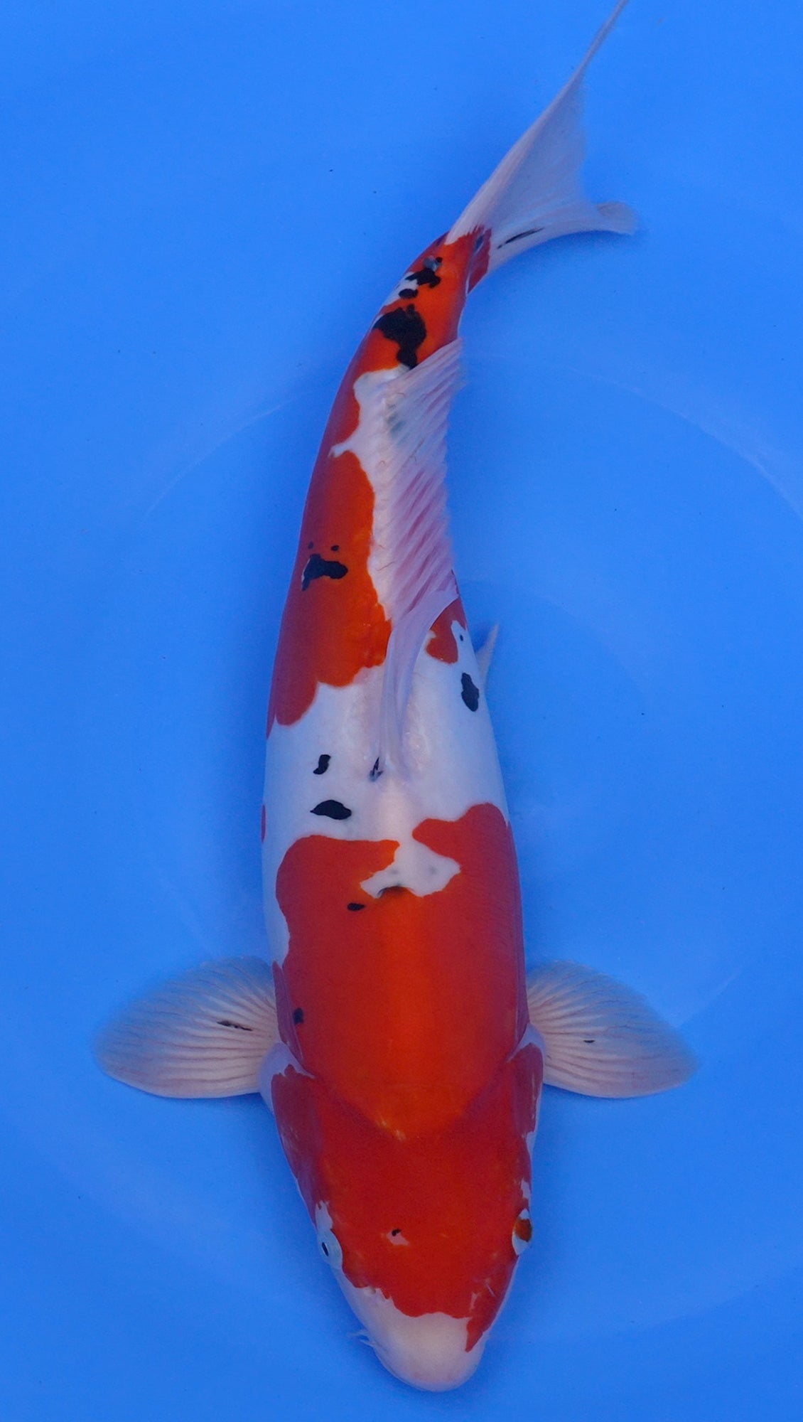 Doitsu Sanke 20 inch - 240168045