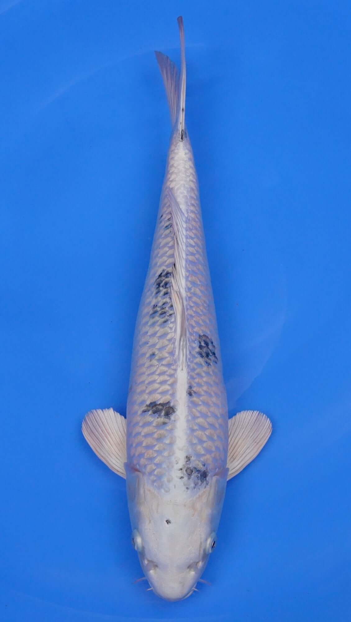 Metallic Shiro Bekko 17 inch - 240168175
