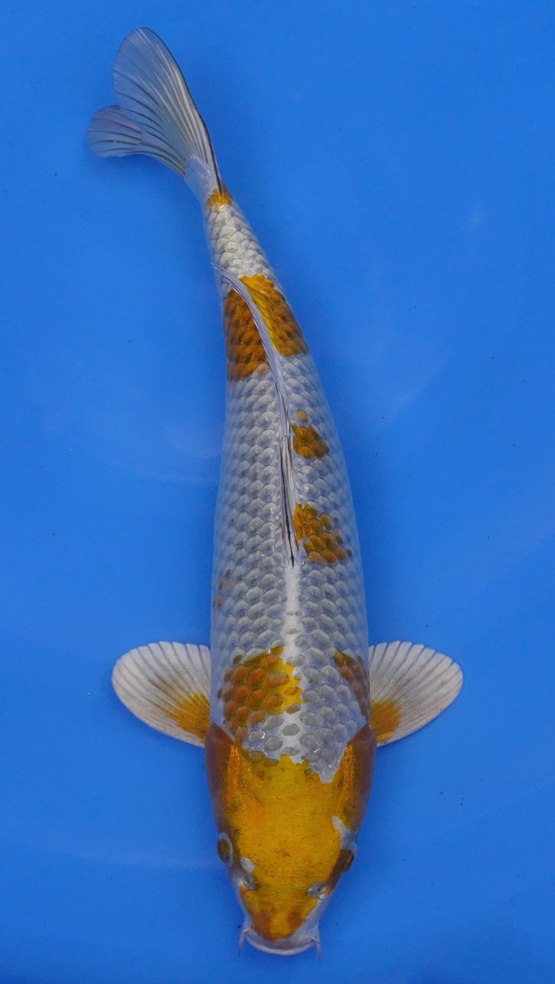 Metallic Ochiba 17 inch - 240174084