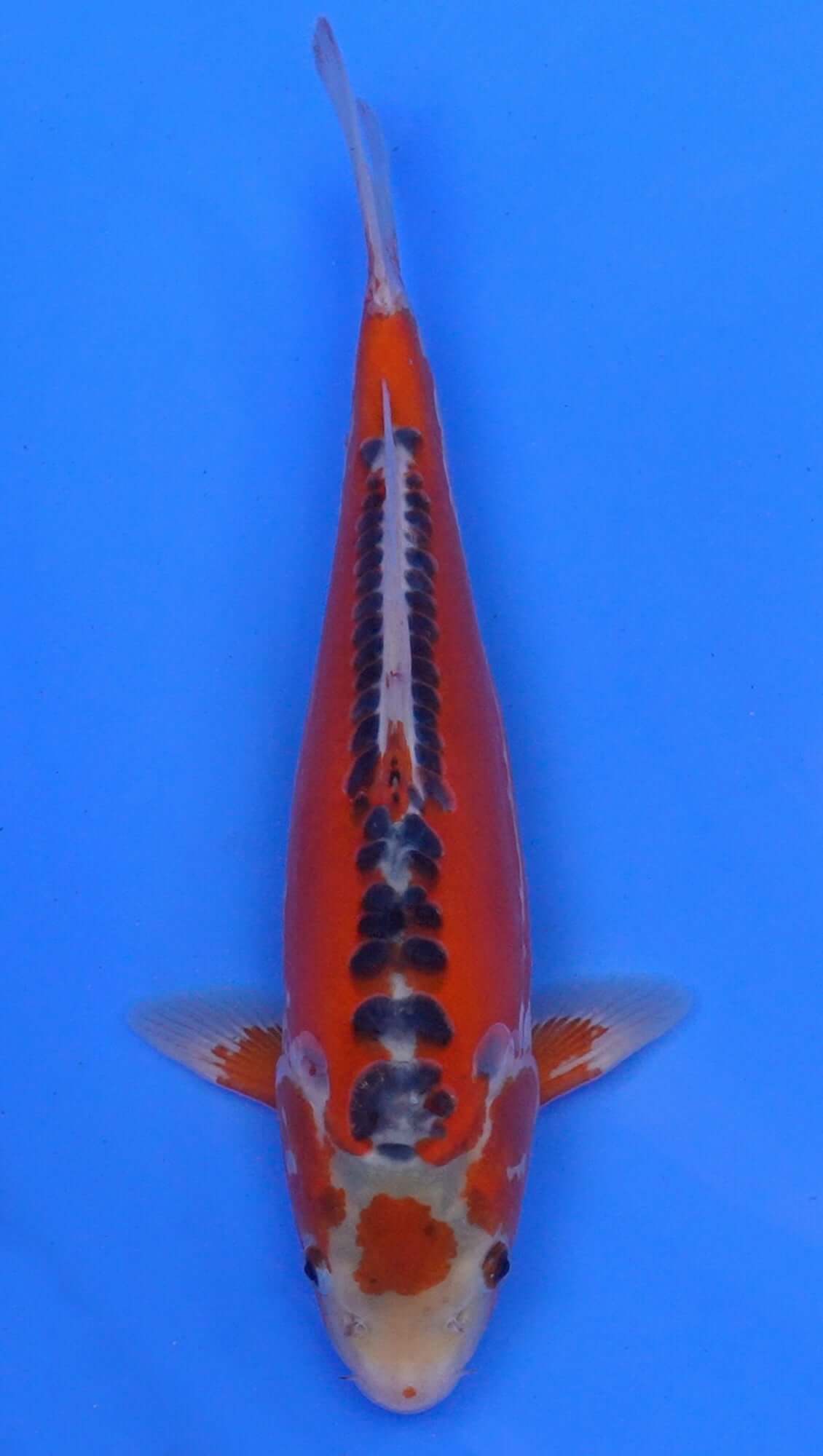 Hi Shusui 14 inch - 240174085
