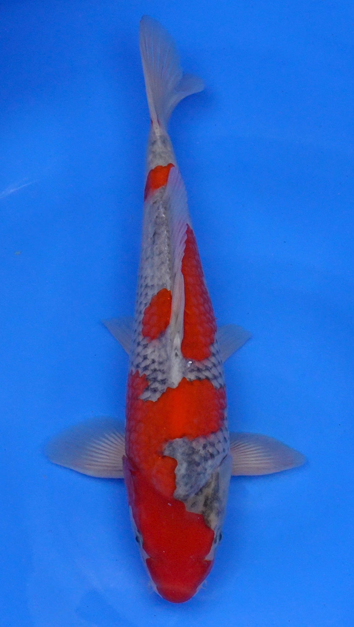 Goshiki 15 inch - 240174086