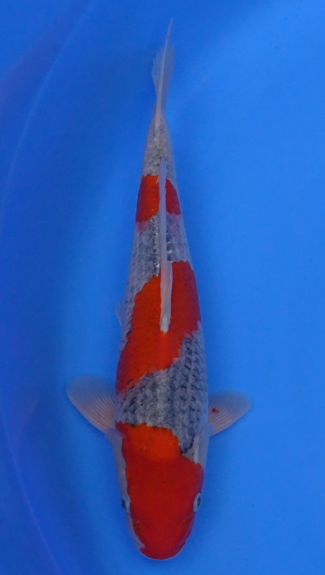 Goshiki 15 inch - 240174087