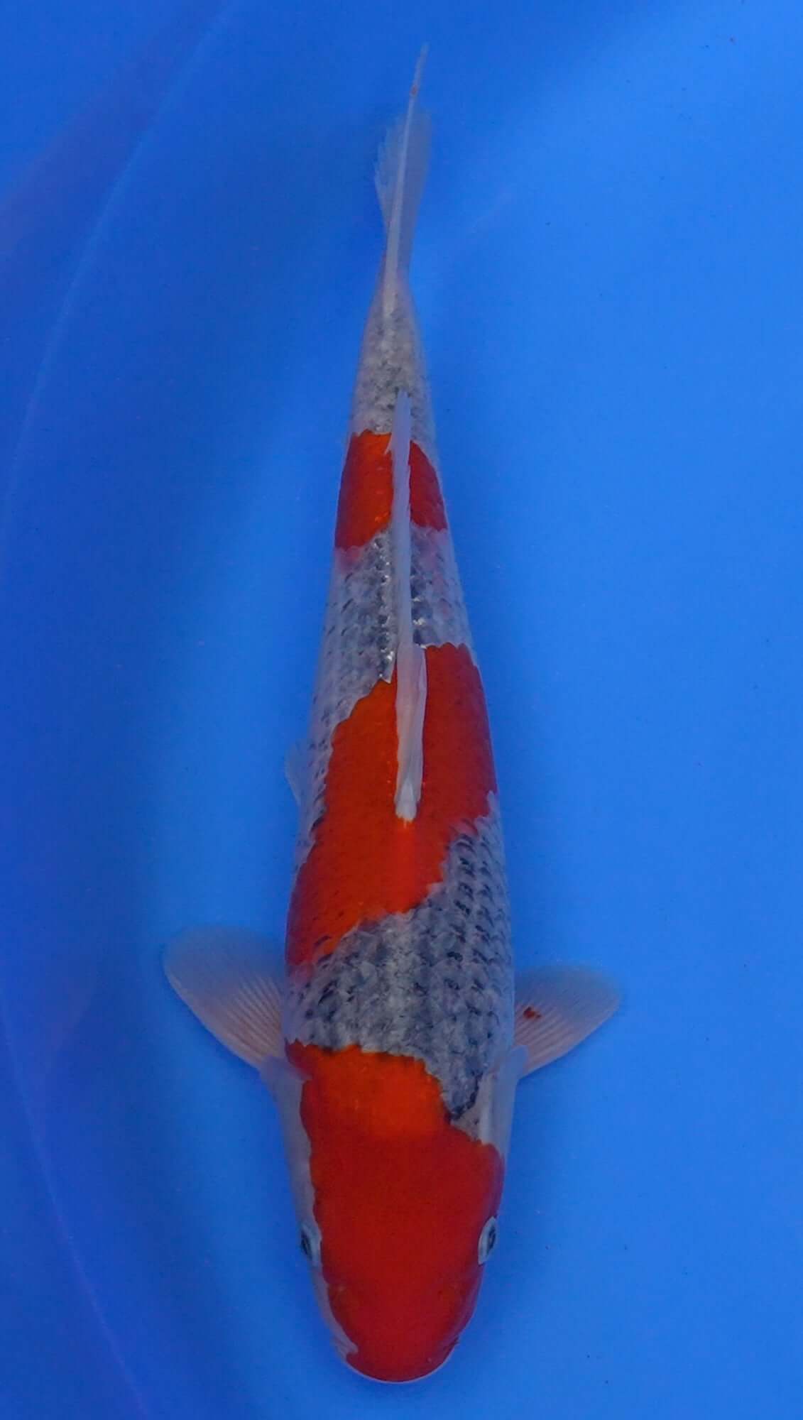 Goshiki 15 inch - 240174087