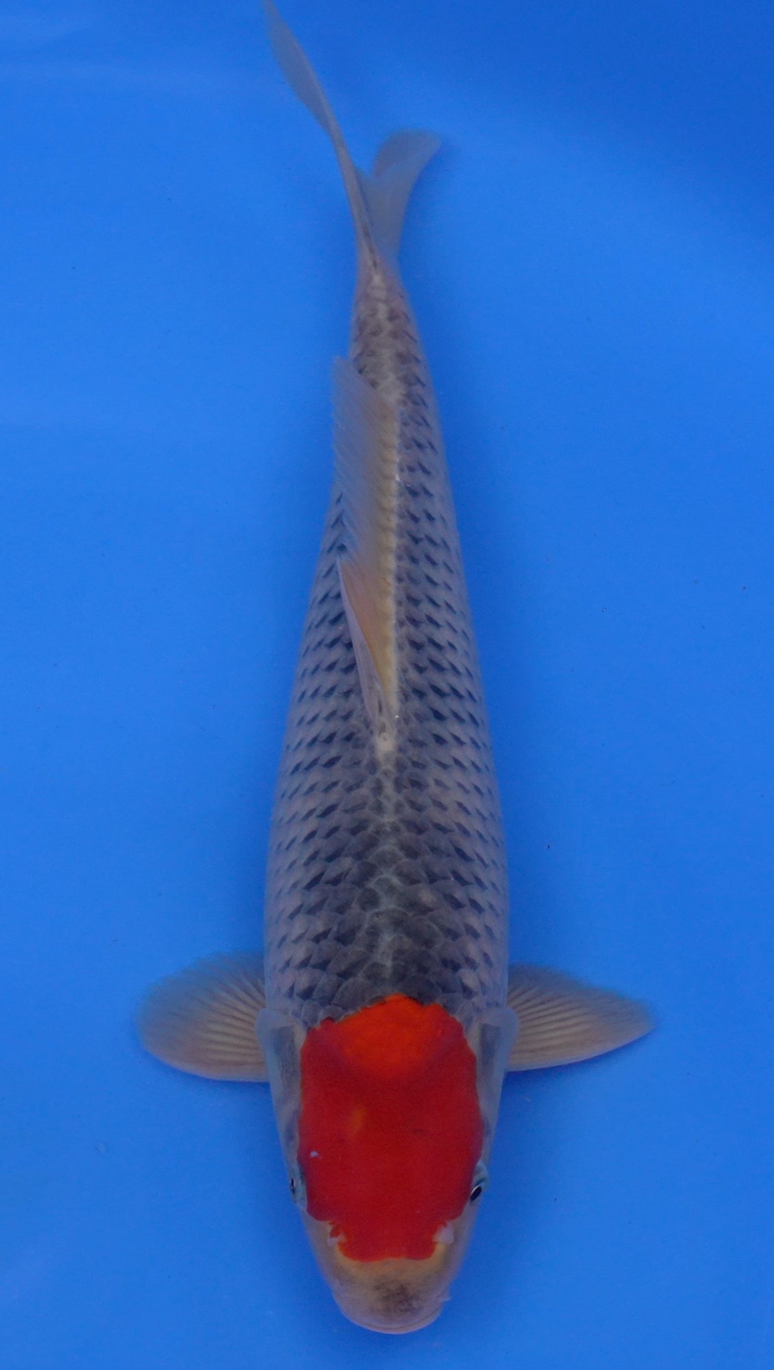 Tancho Goshiki 15 inch - 240174088