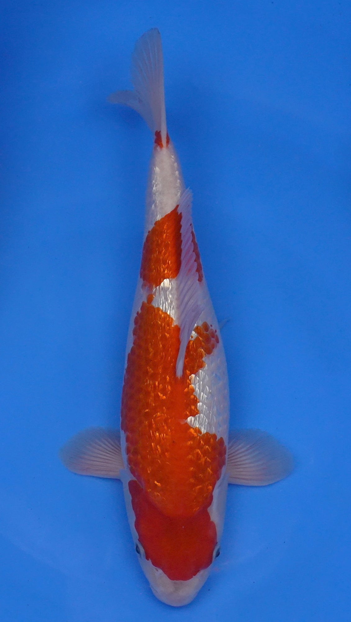 Gin Rin Goshiki 14 inch - 240174089