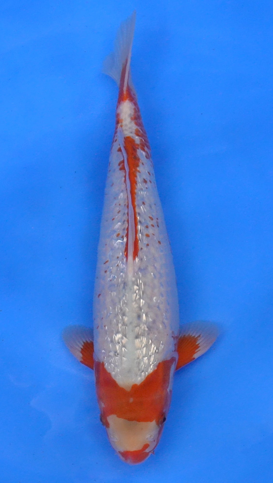 Gin Rin Asagi 16 inch - 240174091