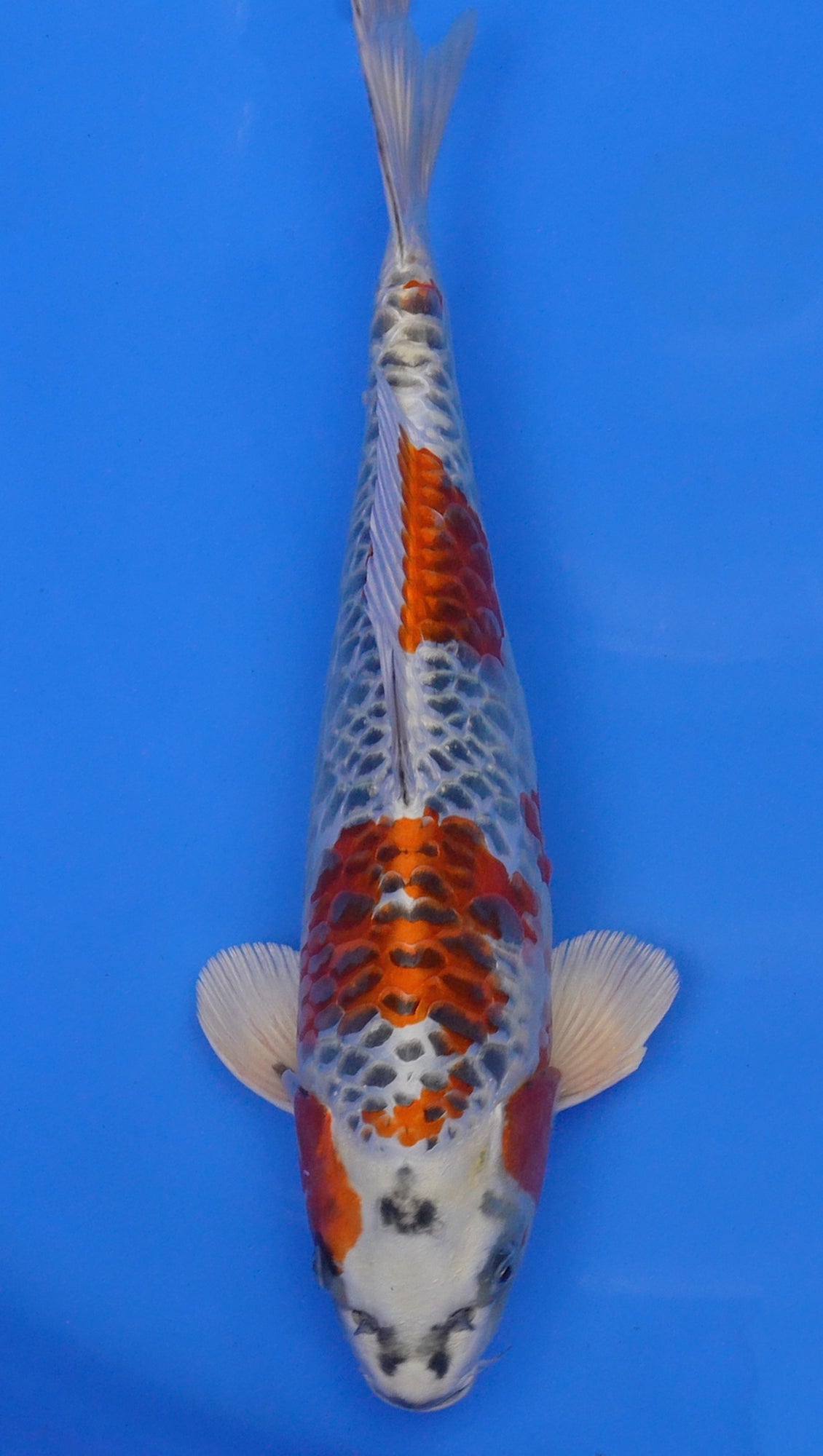 Aragoke Kujaku 15 inch - 240174092