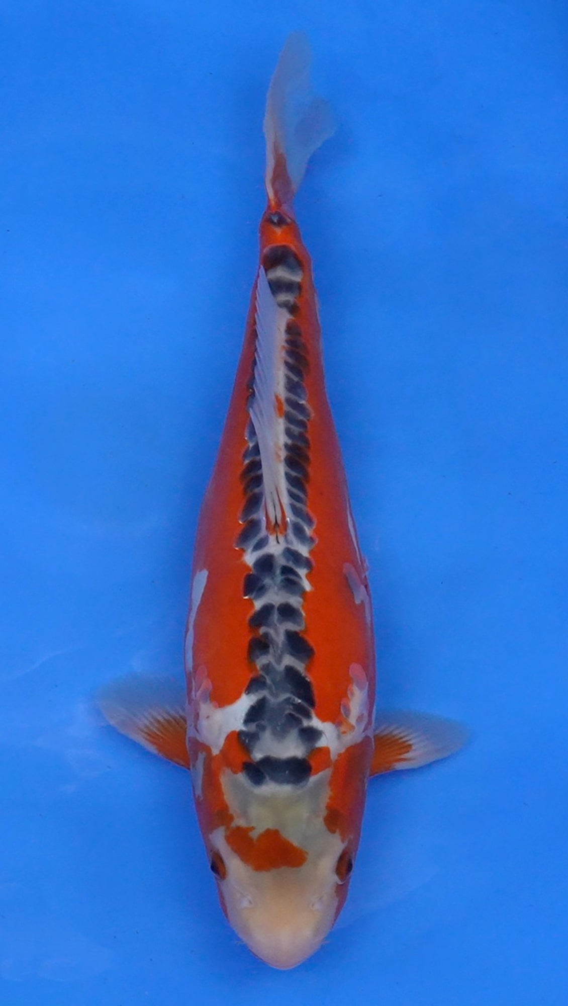 Hi Shusui 15 inch - 240174093