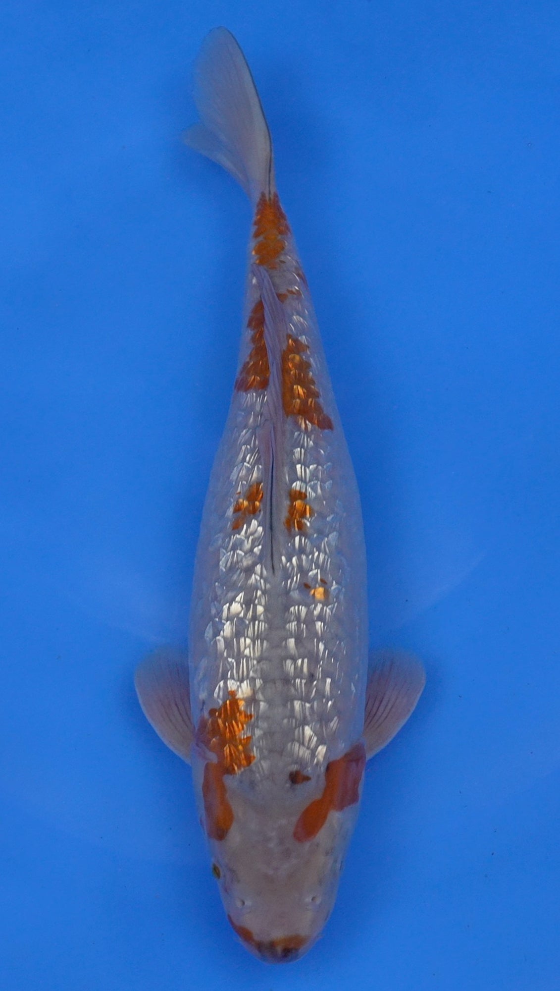 Gin Rin Ochiba 17 inch - 240174094