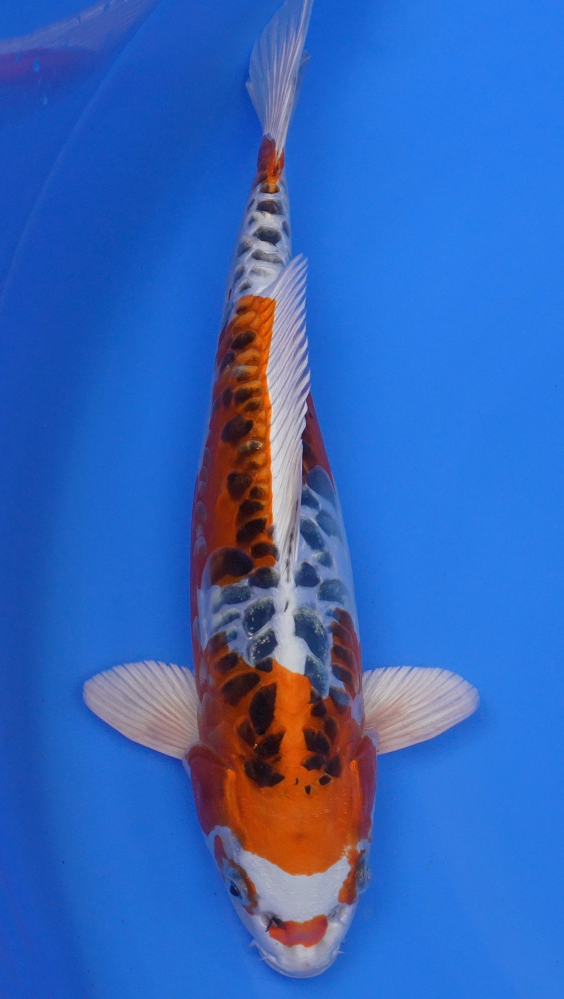 Aragoke Kujaku 16 inch - 240174095