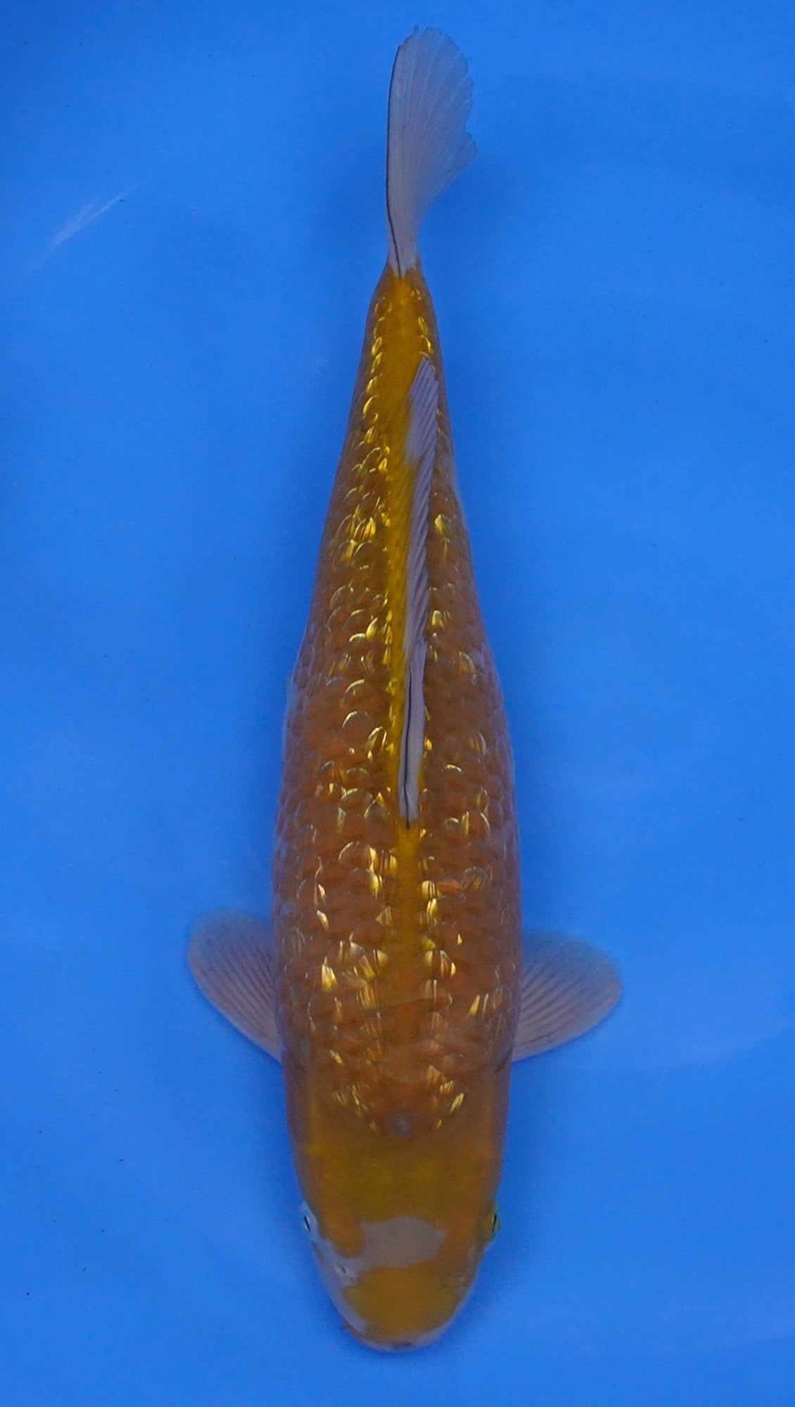 Gin Rin Ochiba 16 inch - 240174096