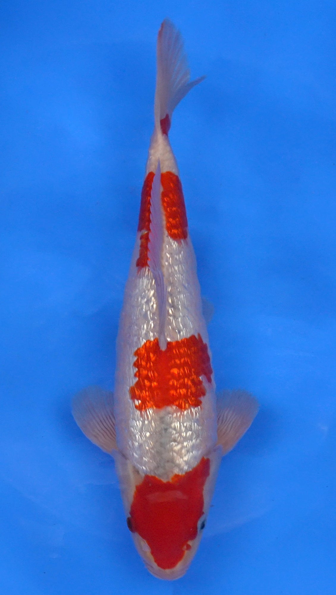 Gin Rin Goshiki 14 inch - 240174097