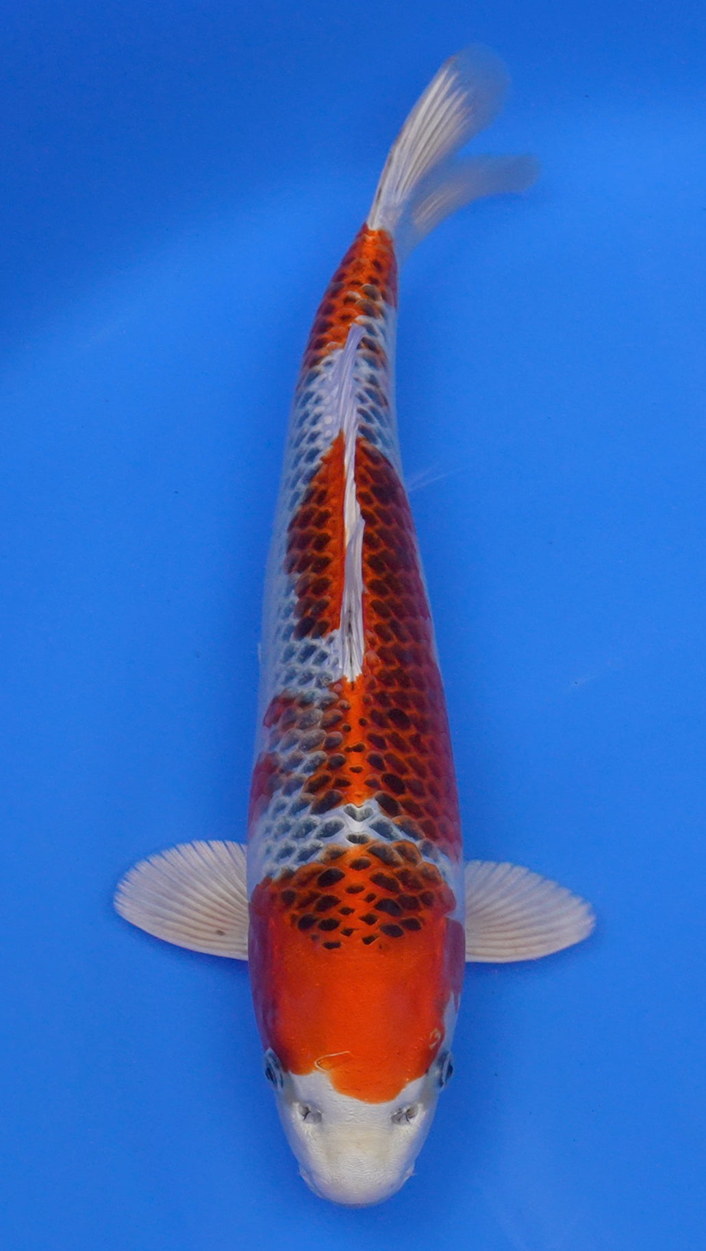 Kujaku 16 inch - 240174099