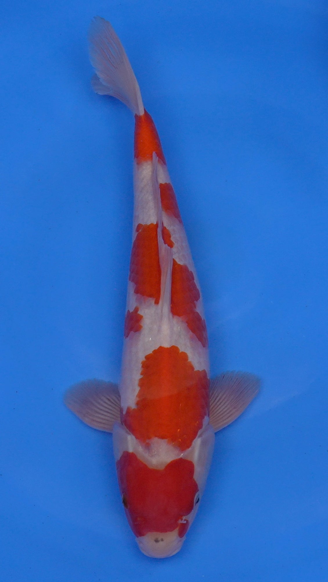 Kohaku 16 inch - 240174100