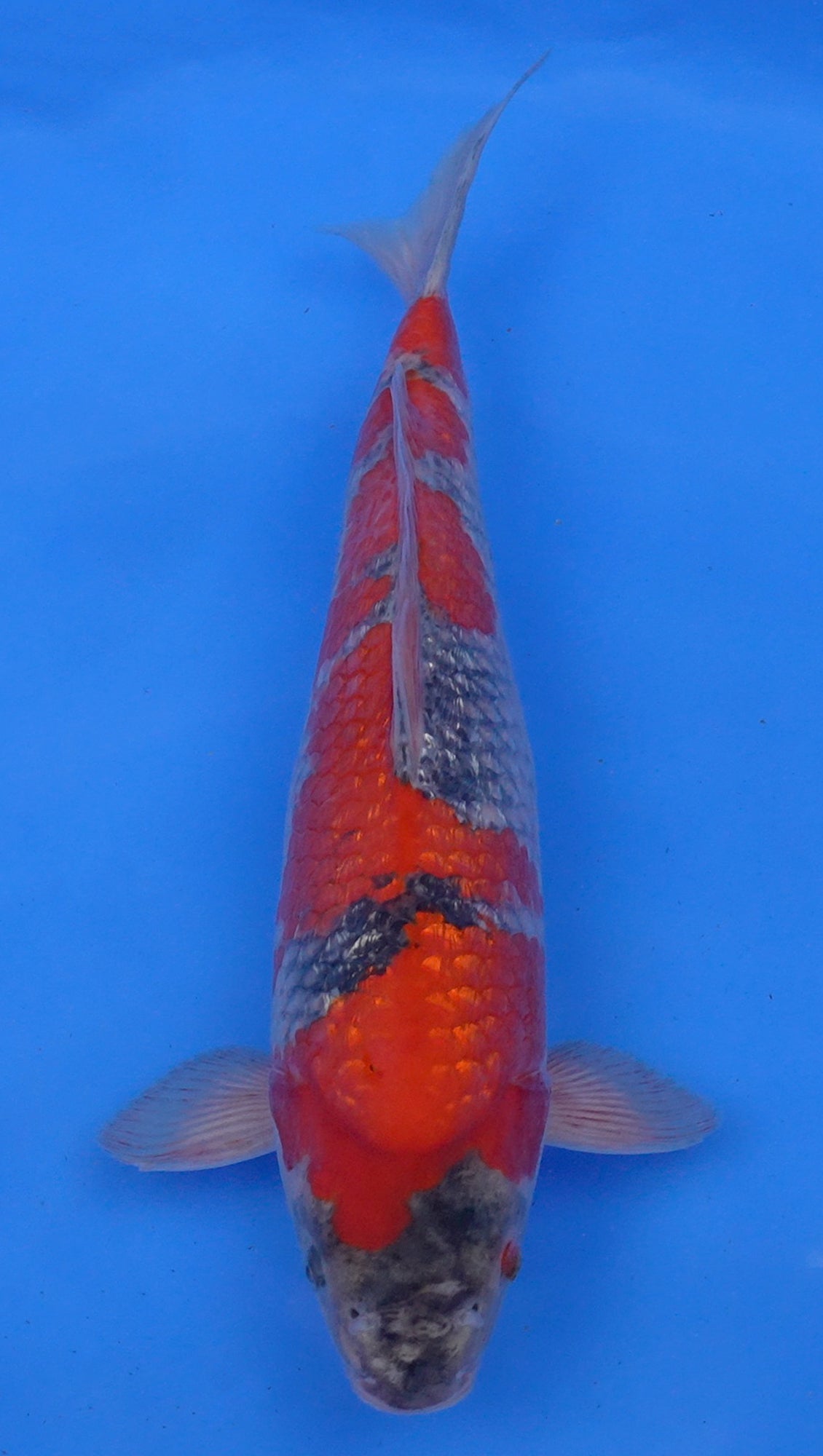 Gin Rin Goshiki 15 inch - 240174101