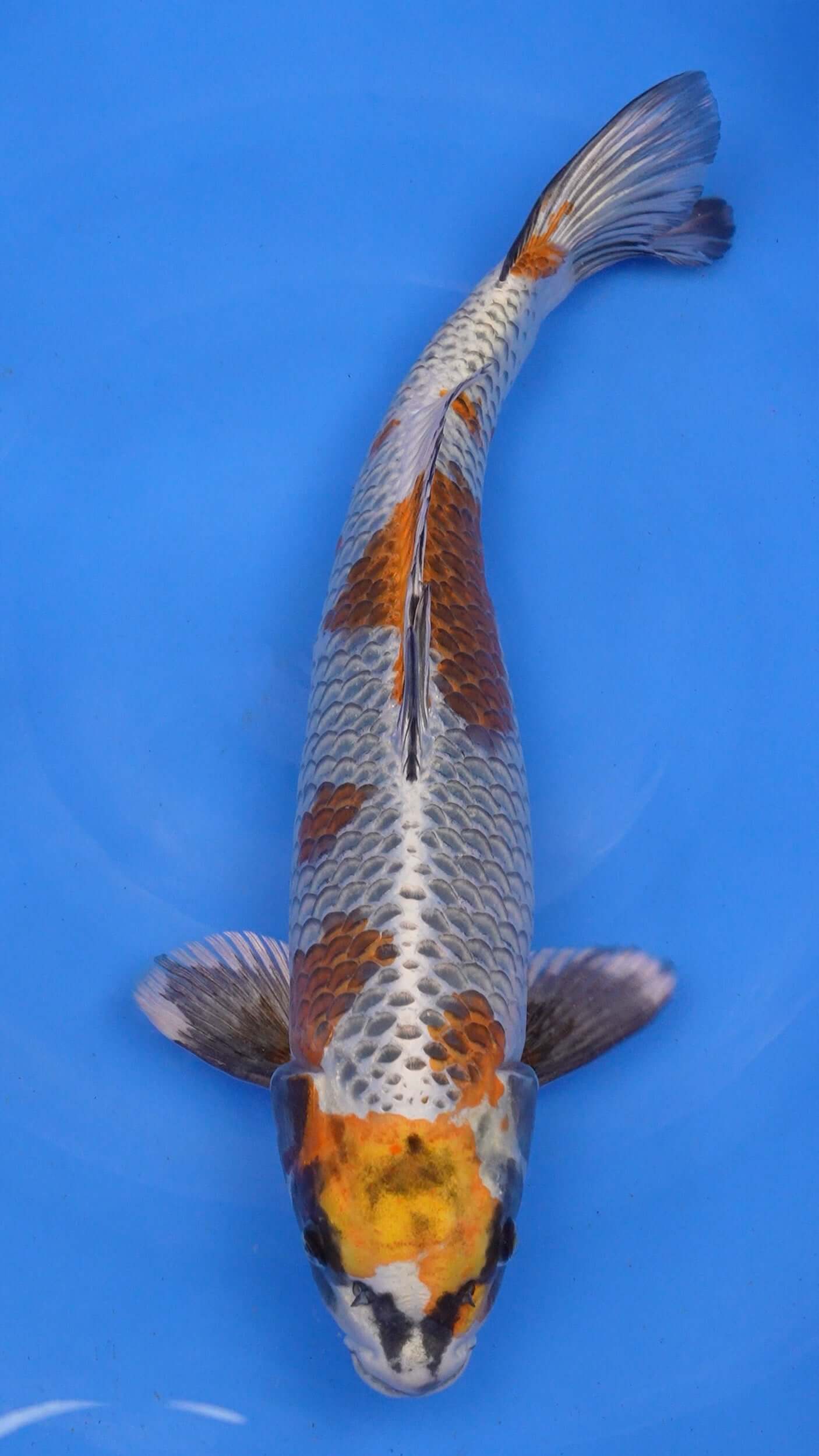 Kujaku 20 inches − 240174102