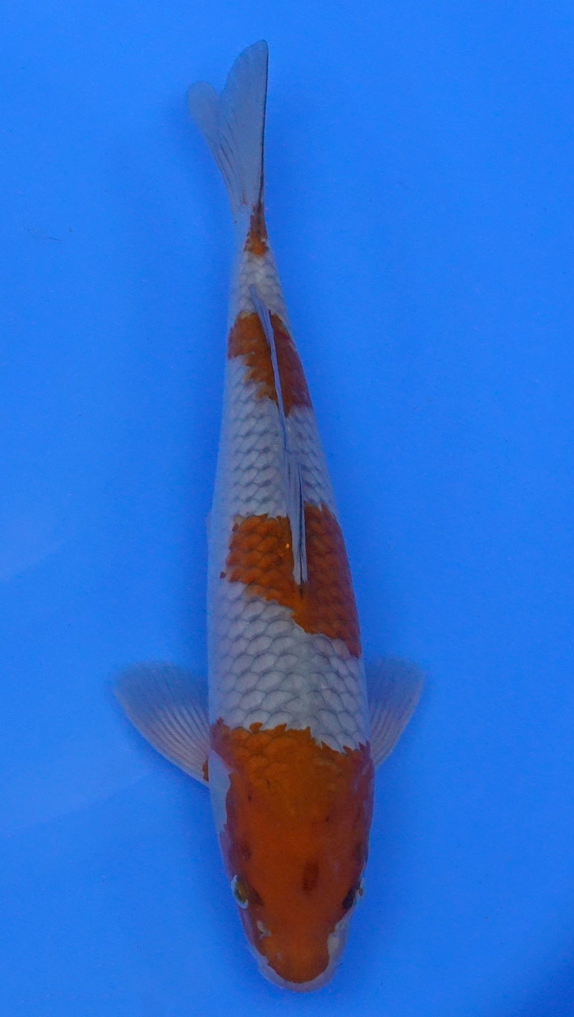 Ochiba 14 inch - 240174103