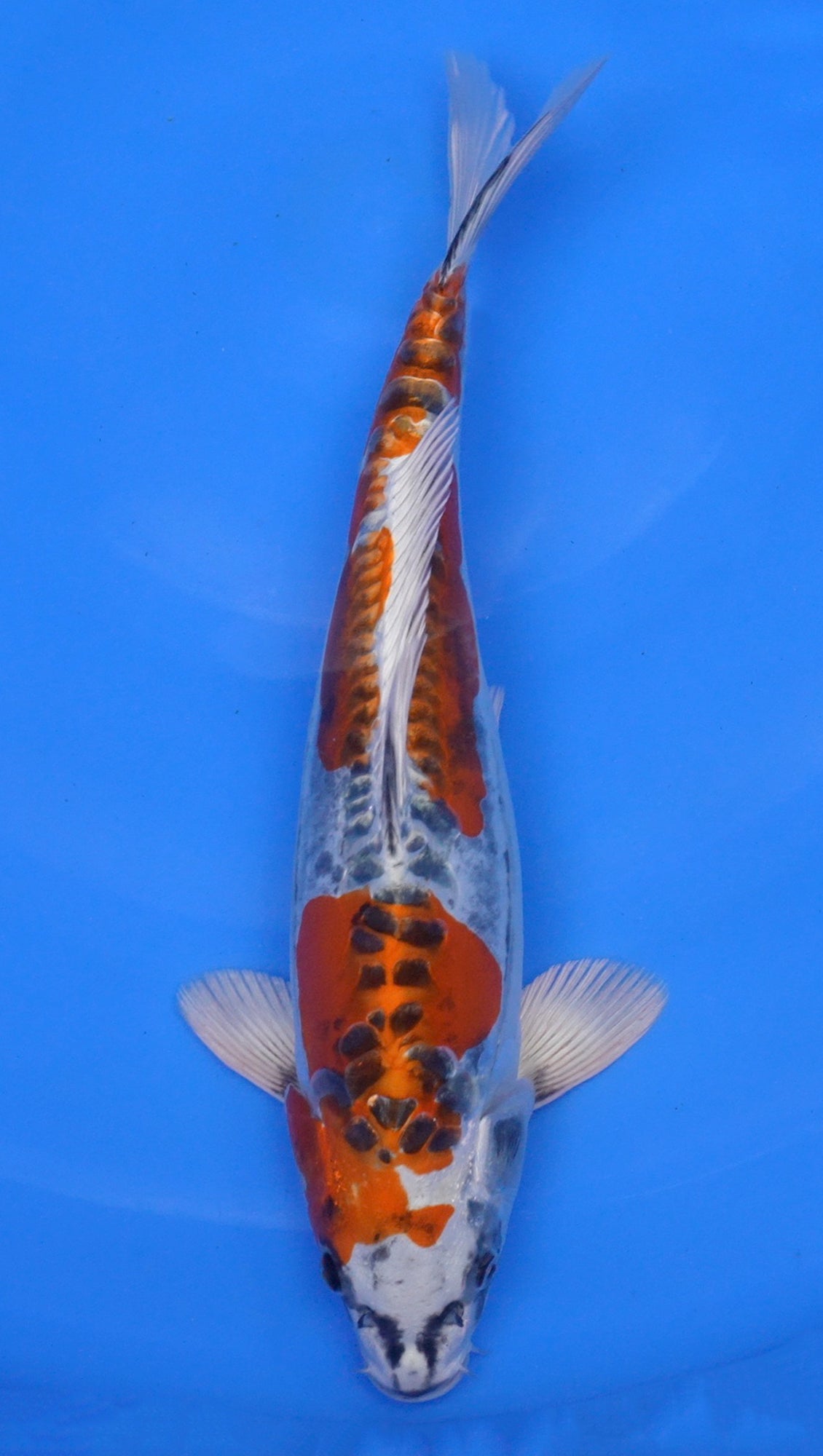 Doitsu Kujaku 15 inch - 240174104