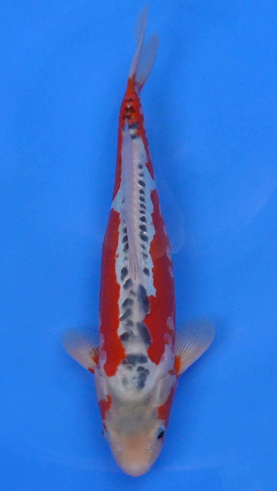 Shusui 15 inch - 240174105