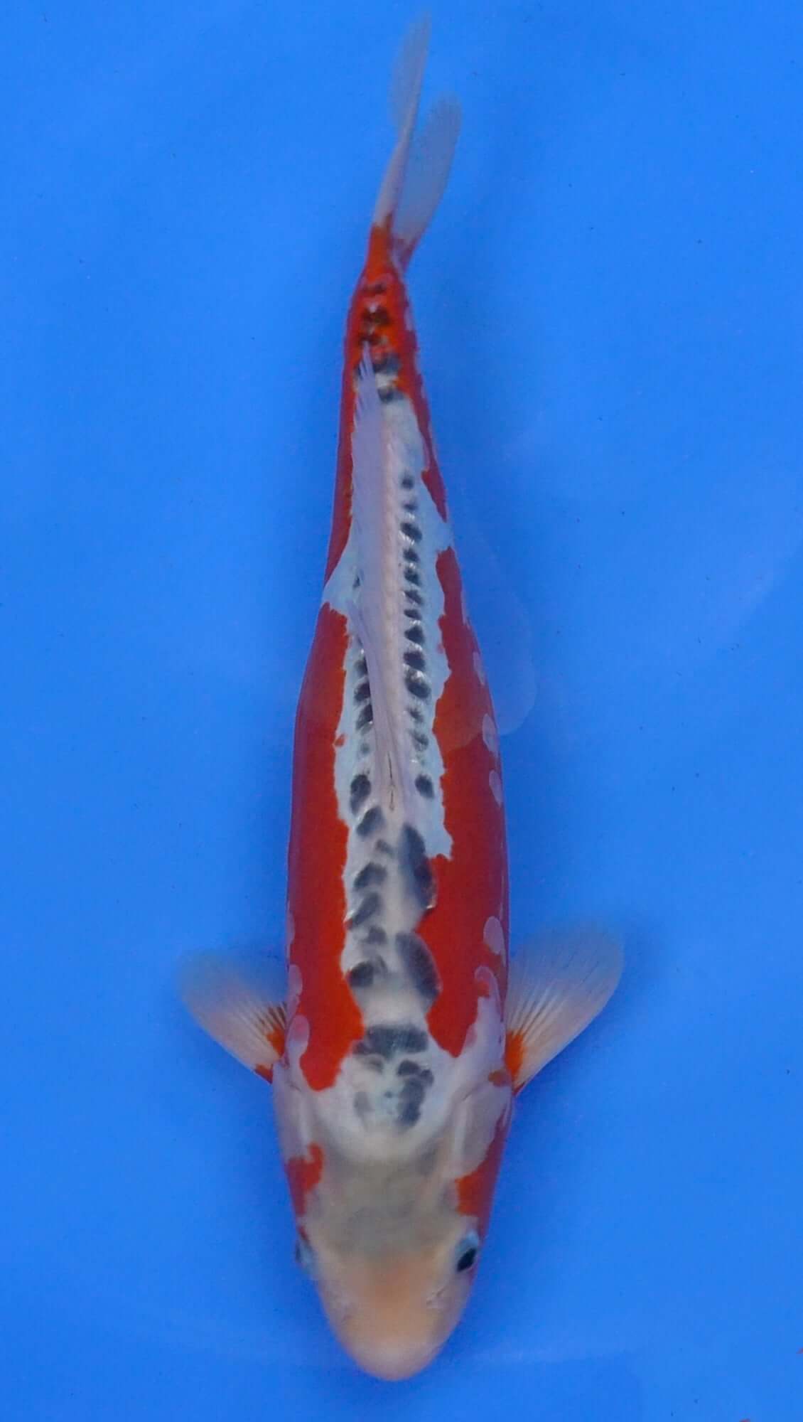 Shusui 15 inch - 240174105