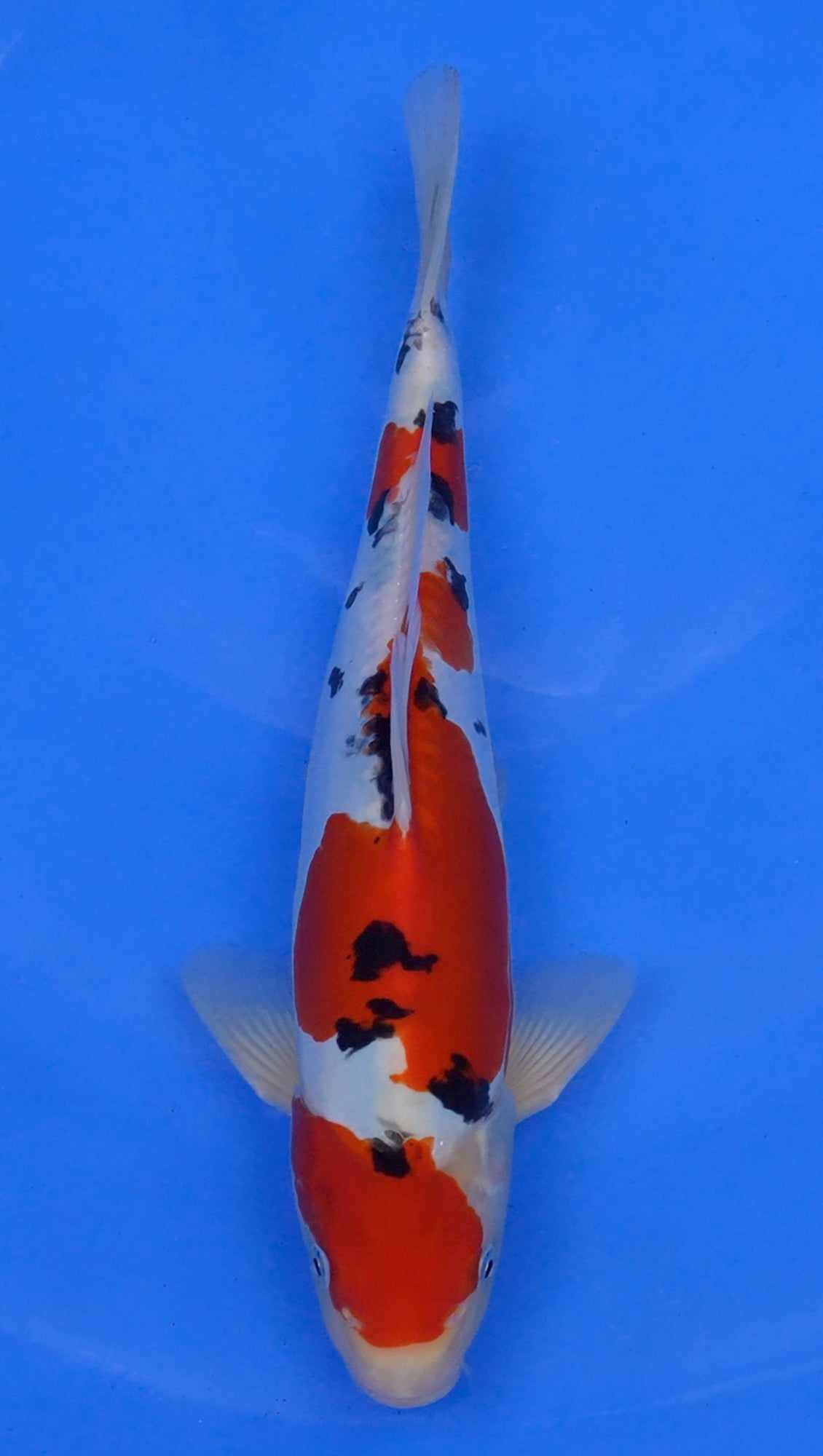 Doitsu Sanke 14 inch - 240174106