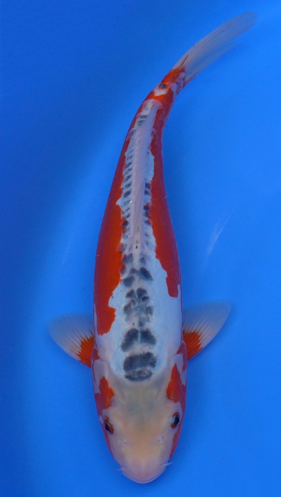 Shusui 16 inch - 240174107