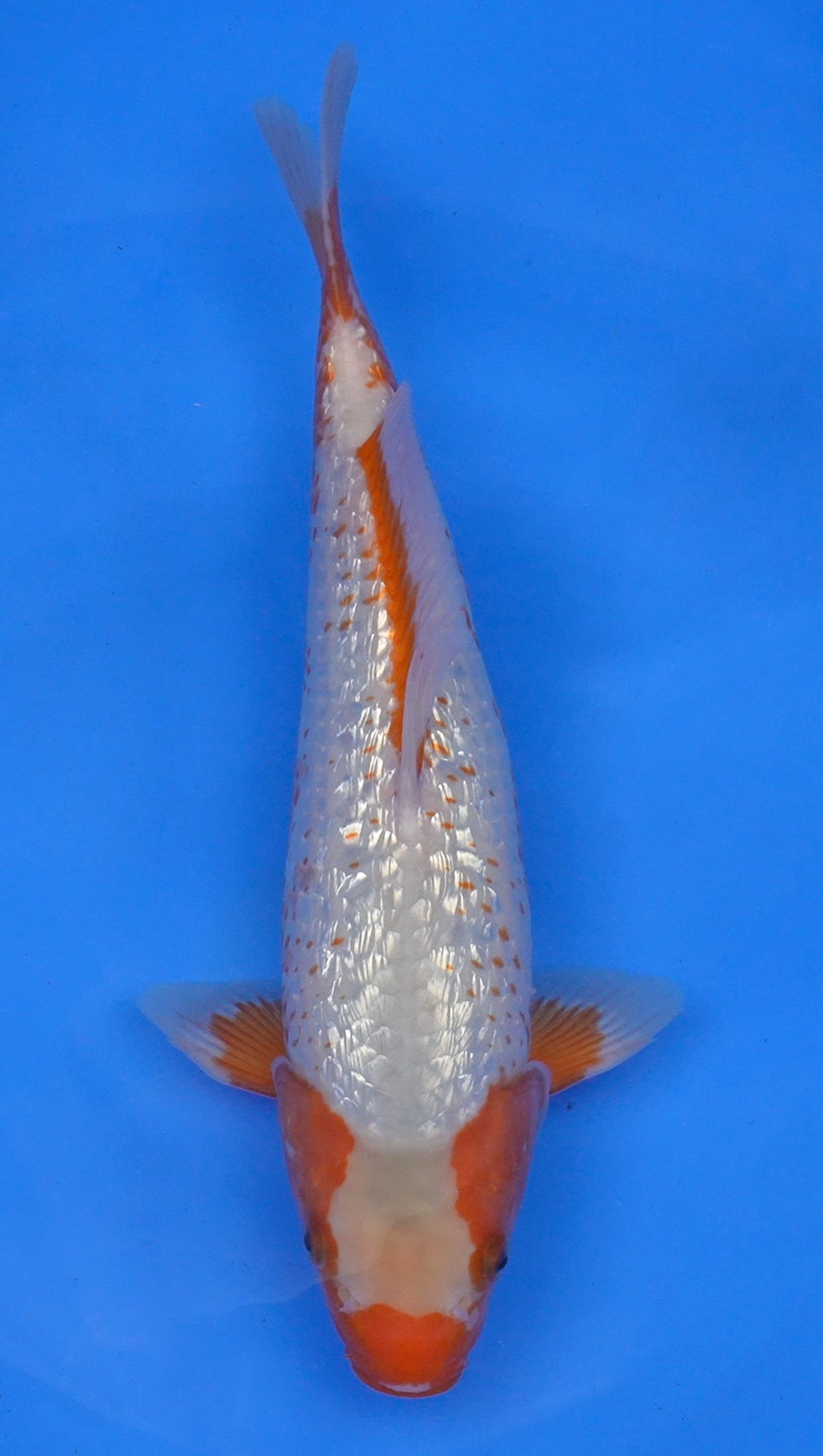 Gin Rin Asagi 14 inch - 240174108