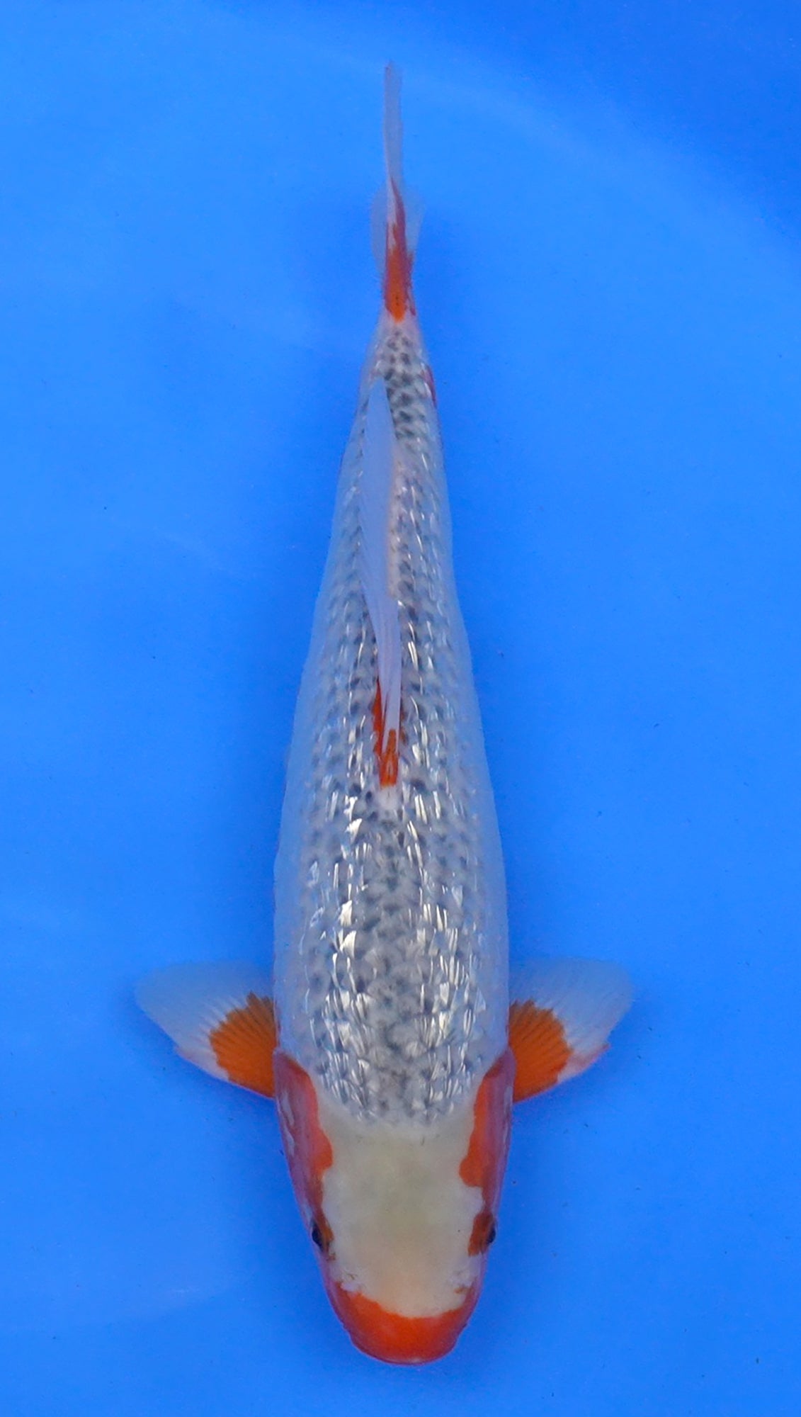 Gin Rin Asagi 16 inch - 240187110